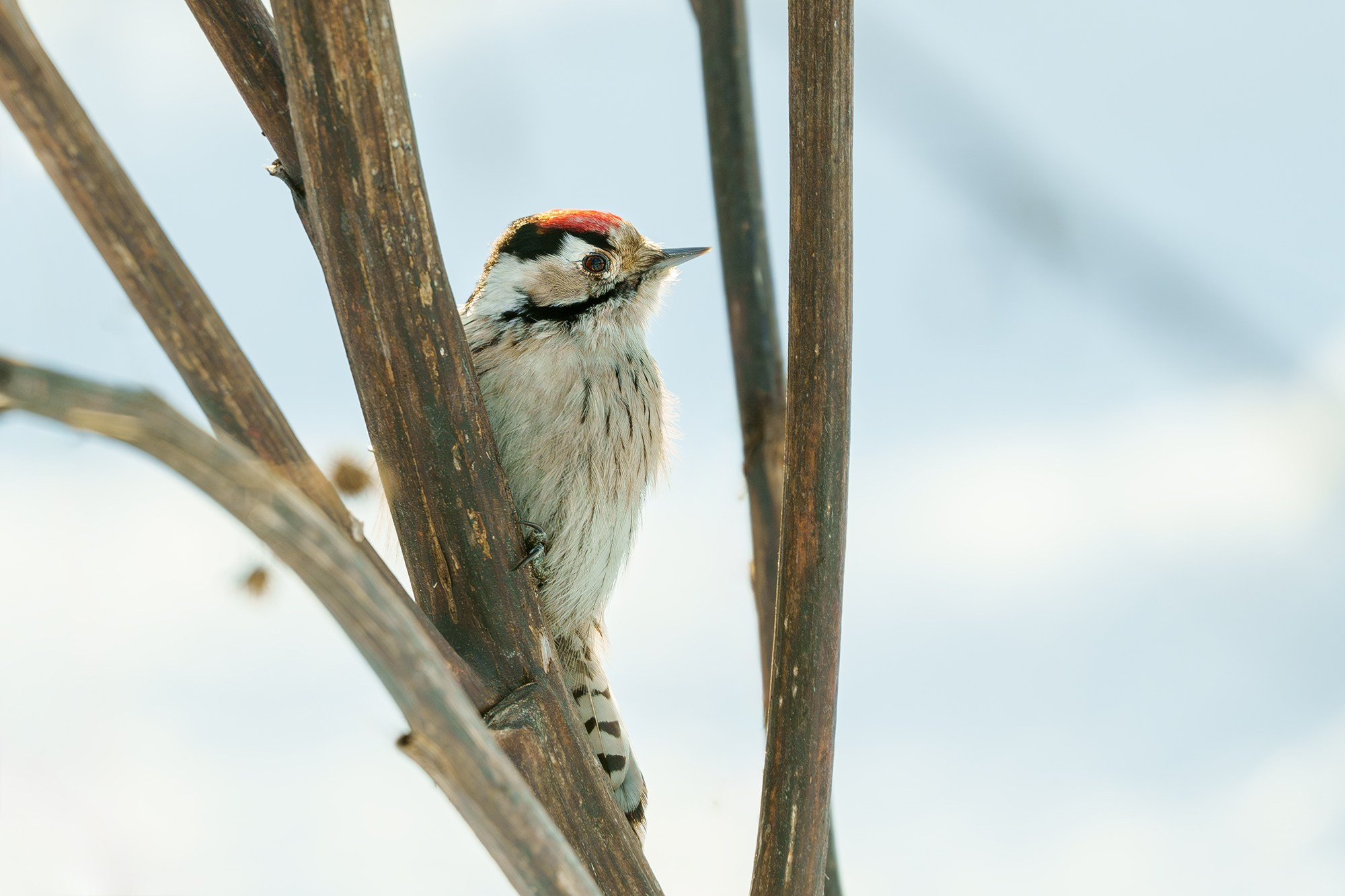 Удивительные мир птиц. Вокруг нас столько прекрасного — присмотритесь!. Ваш личный фотограф Марина Волкова