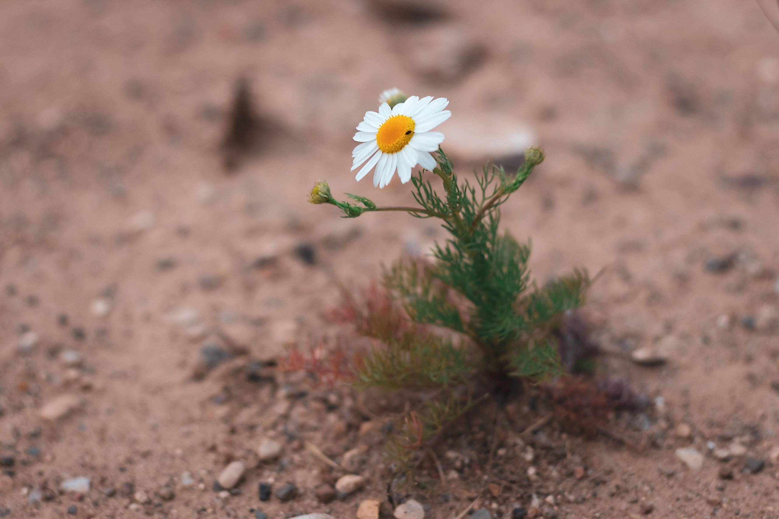 Наш Дом — Земля. Аmat Victoria Сuram