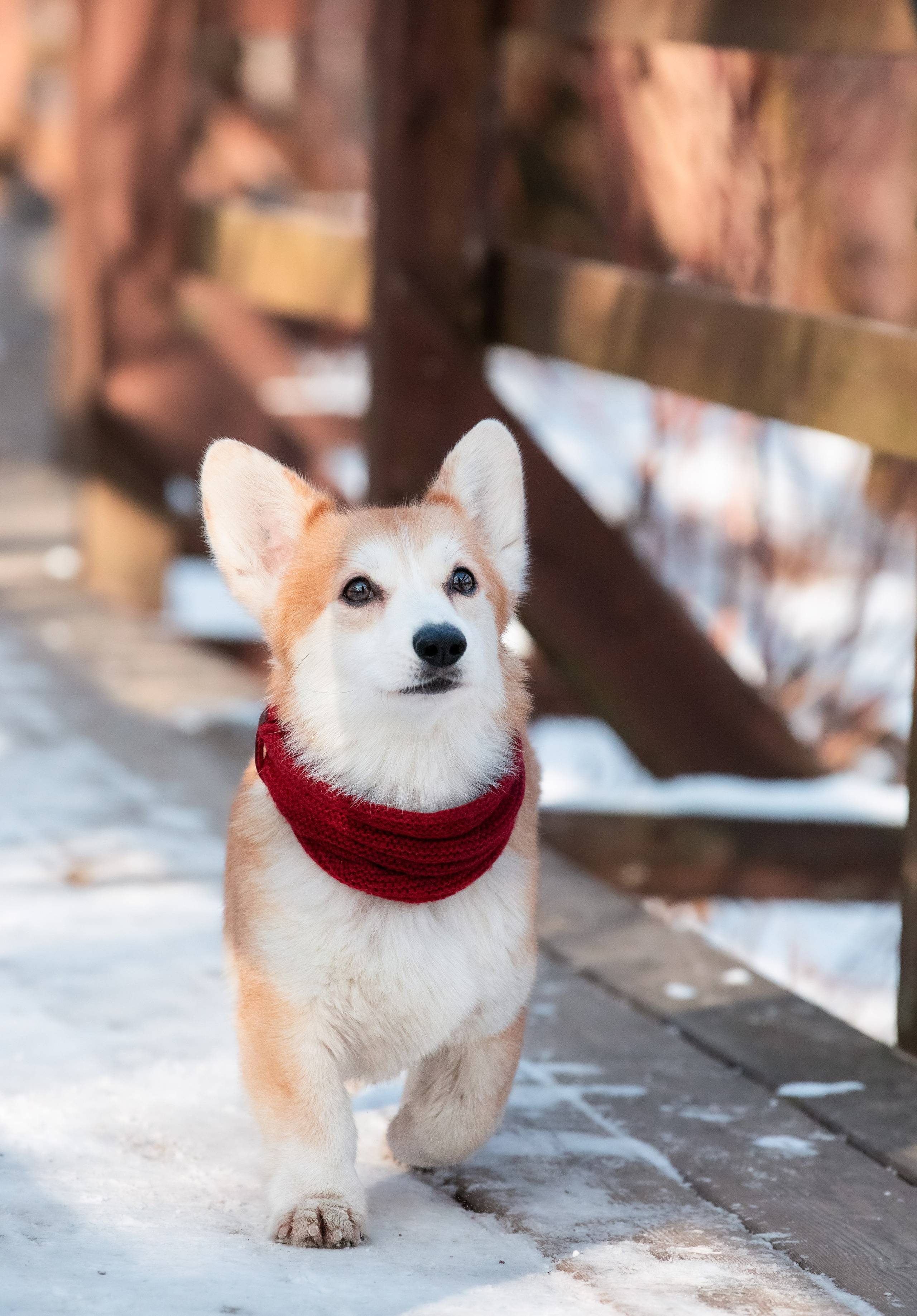 Даша и Дживс. Фотограф-анималист Смирнова Клеопатра|Москва