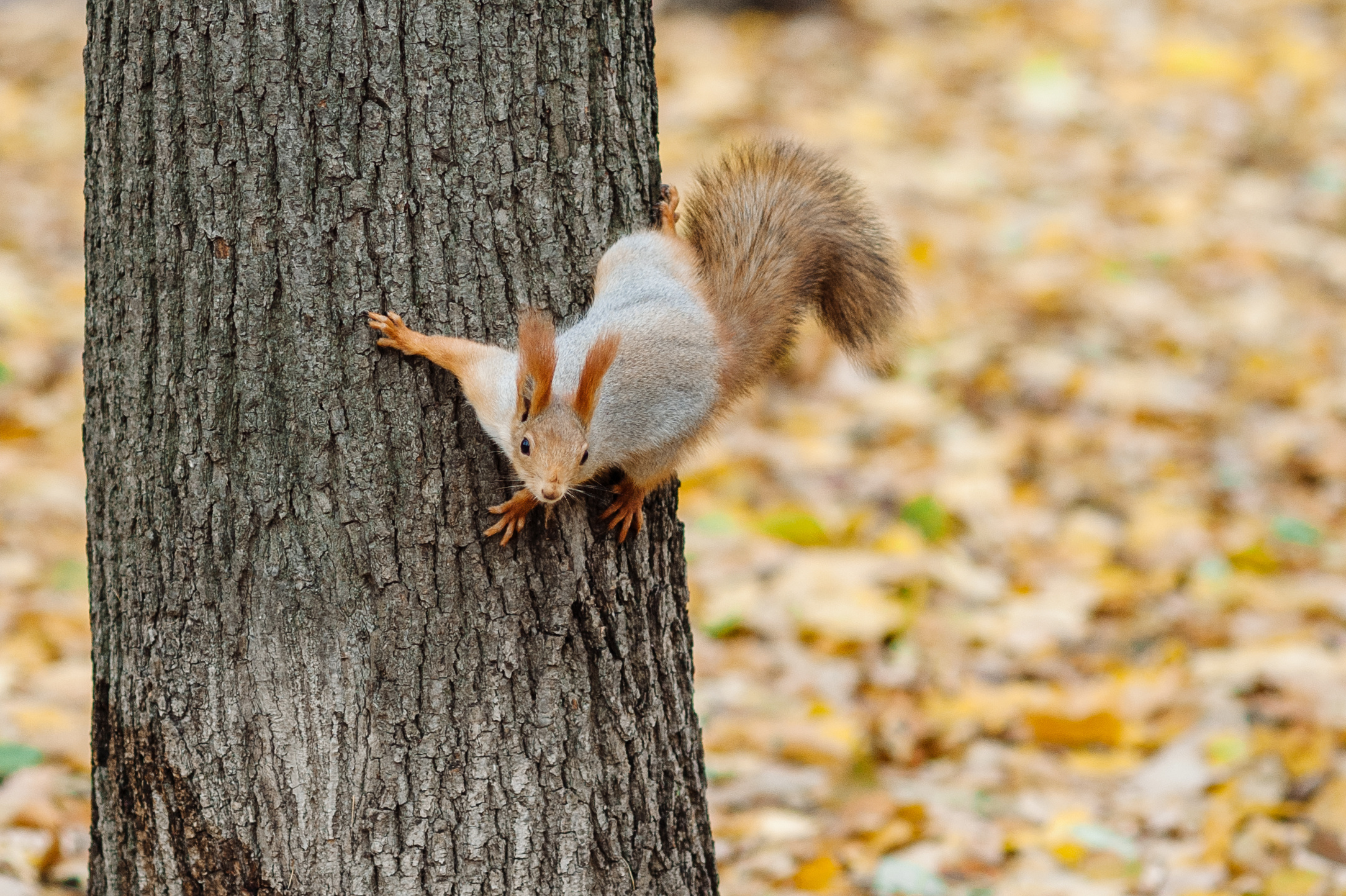Семейная фотосессия в Нескучном саду. Семейный фотограф в Москве Елена Снегирева