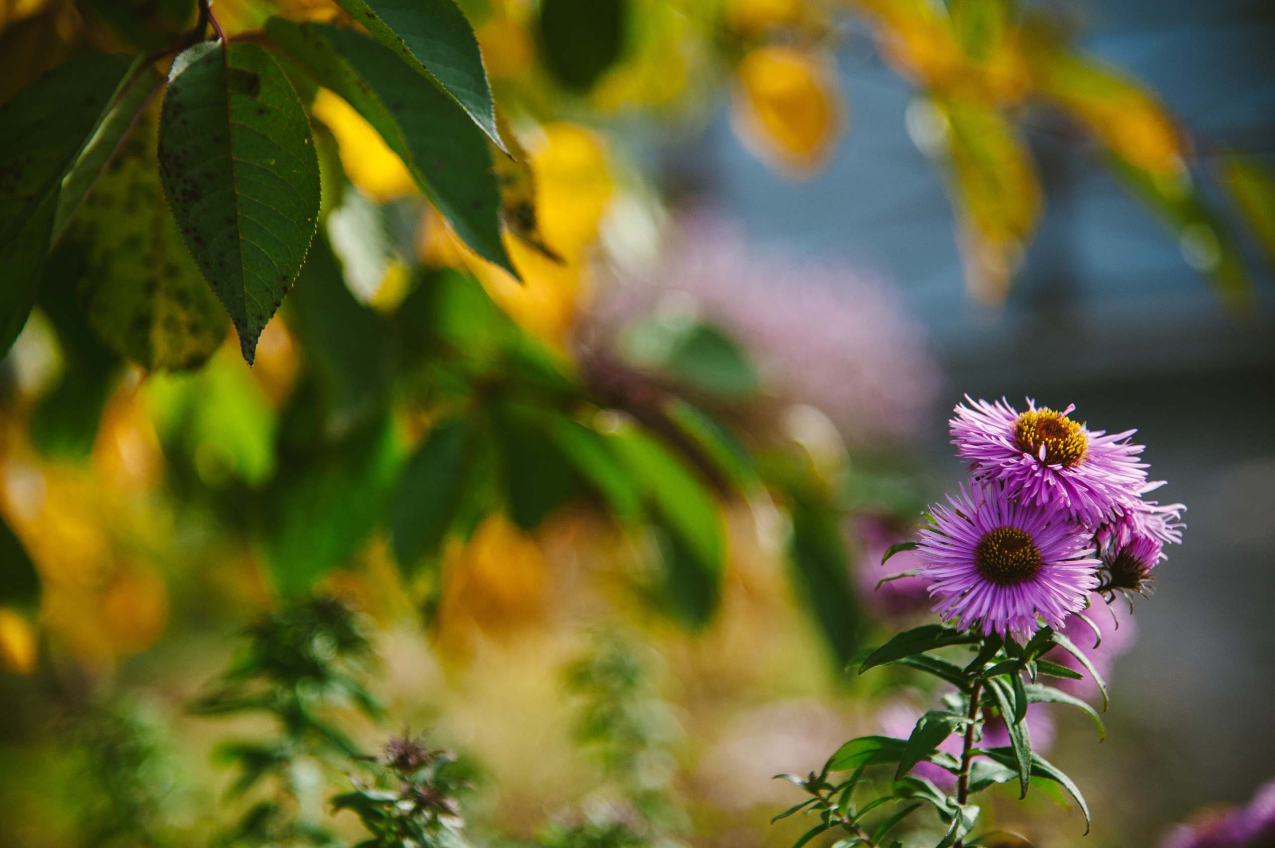 Семейная фотосессия за городом на даче. Семейный фотограф в Москве Елена Снегирева