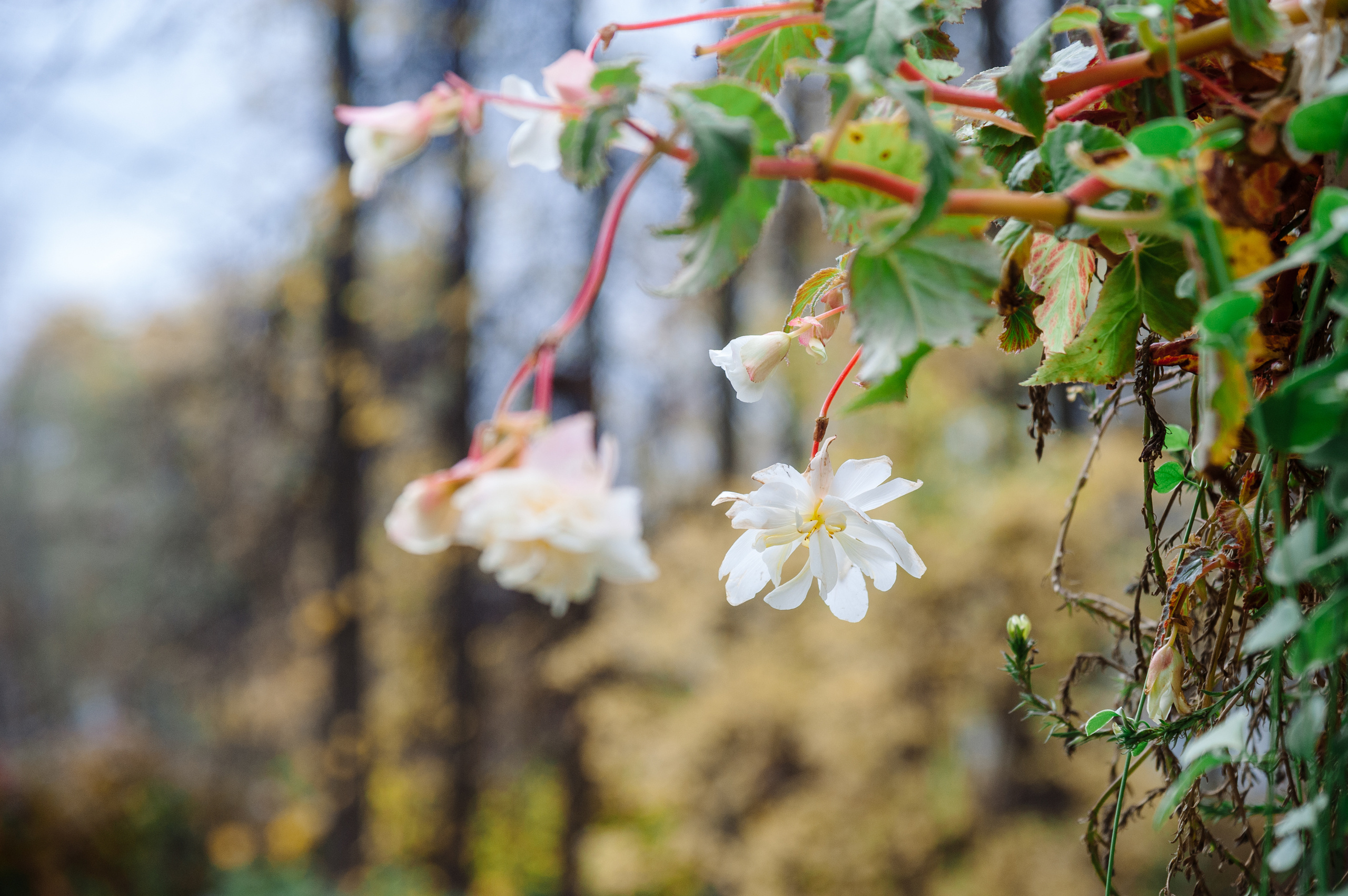 Семейная фотосессия в Нескучном саду. Семейный фотограф в Москве Елена Снегирева