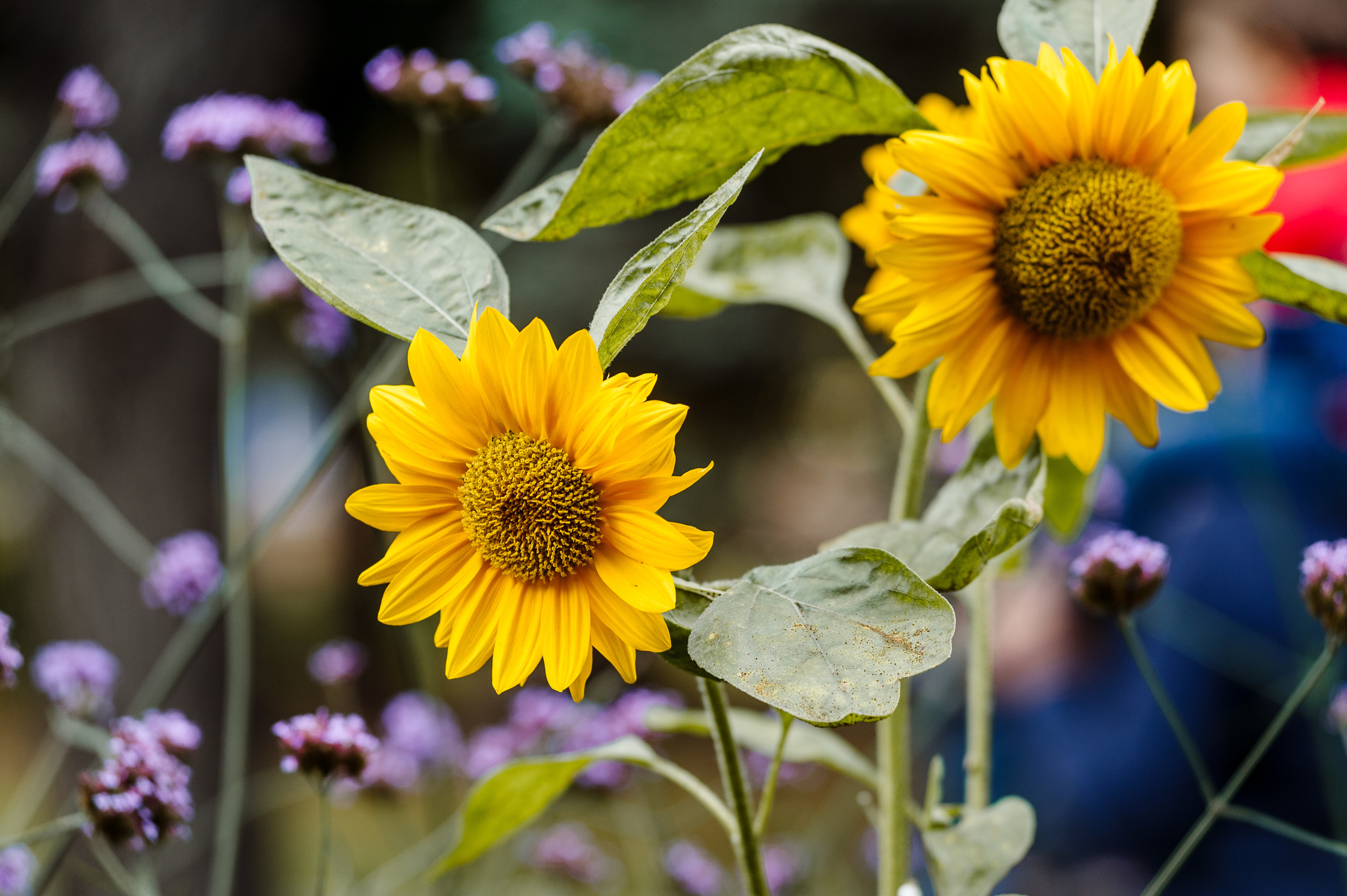 Семейная фотопрогулка. Про любовь и подсолнухи. Семейный фотограф в Москве Елена Снегирева