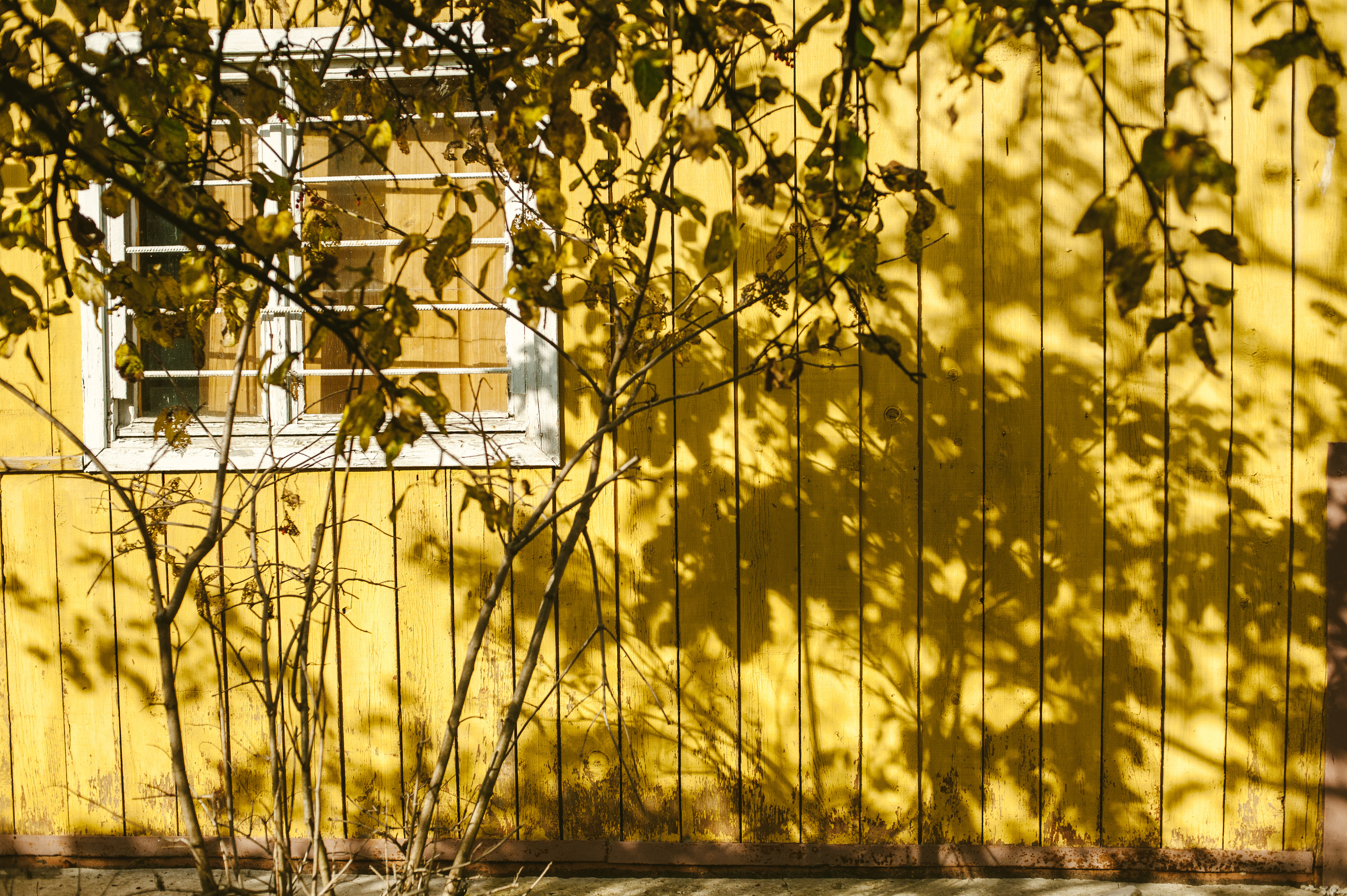 Семейная фотосессия за городом на даче. Семейный фотограф в Москве Елена Снегирева