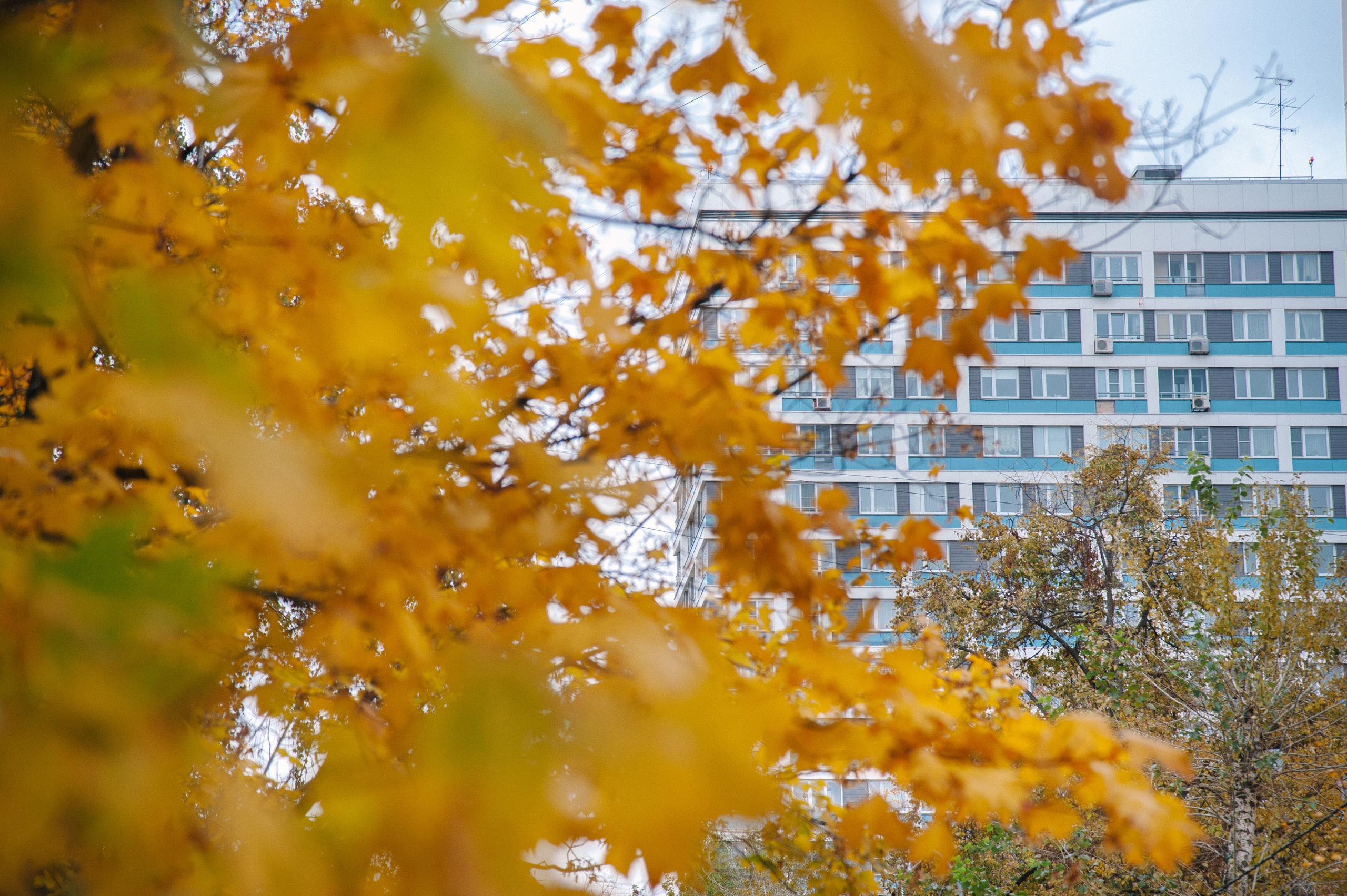 Семейная фотосессия в Москве в парке Шкулева. Семейный фотограф в Москве Елена Снегирева