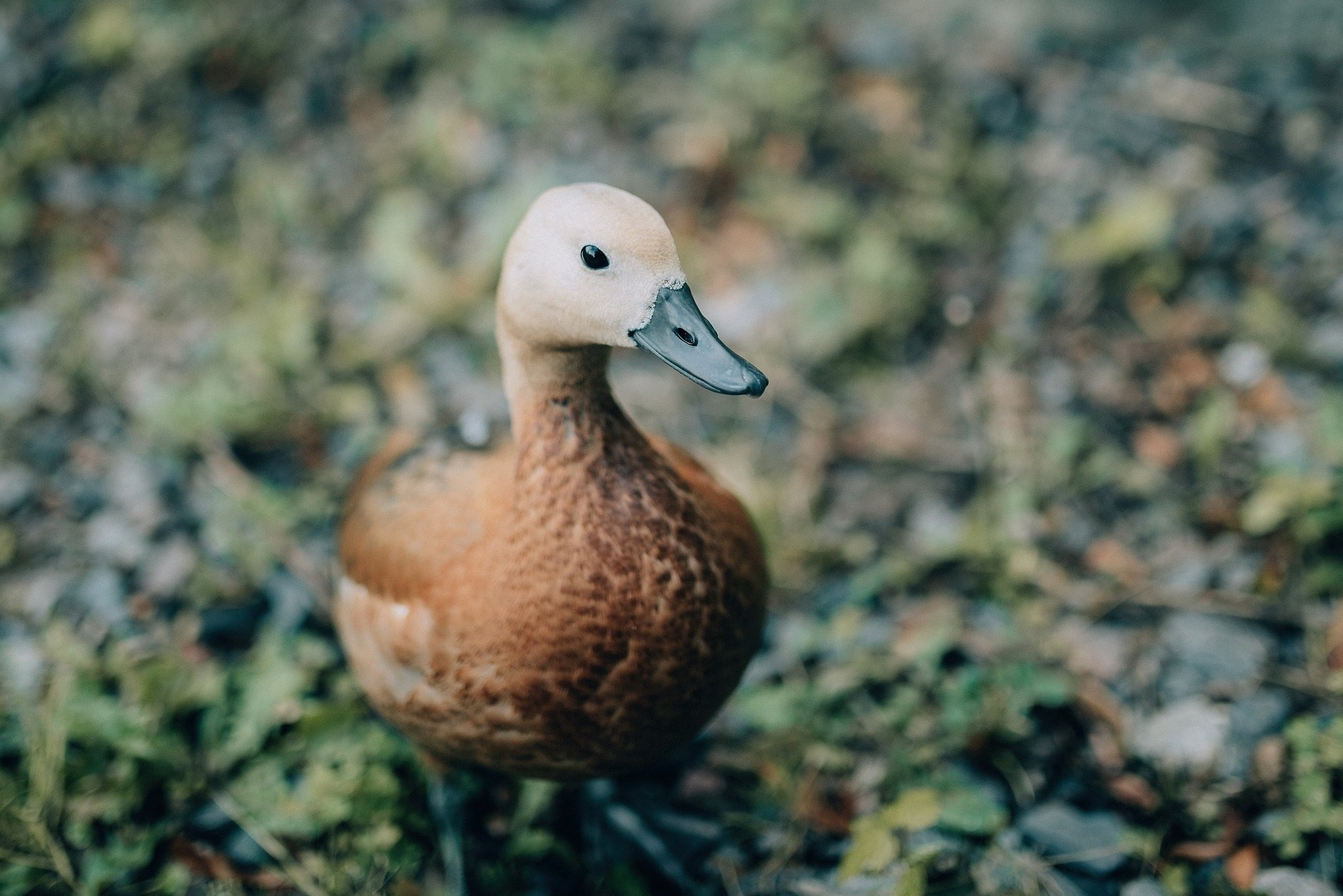 Ирина+Денис. Свадебный и репортажный фотограф Александр Родин