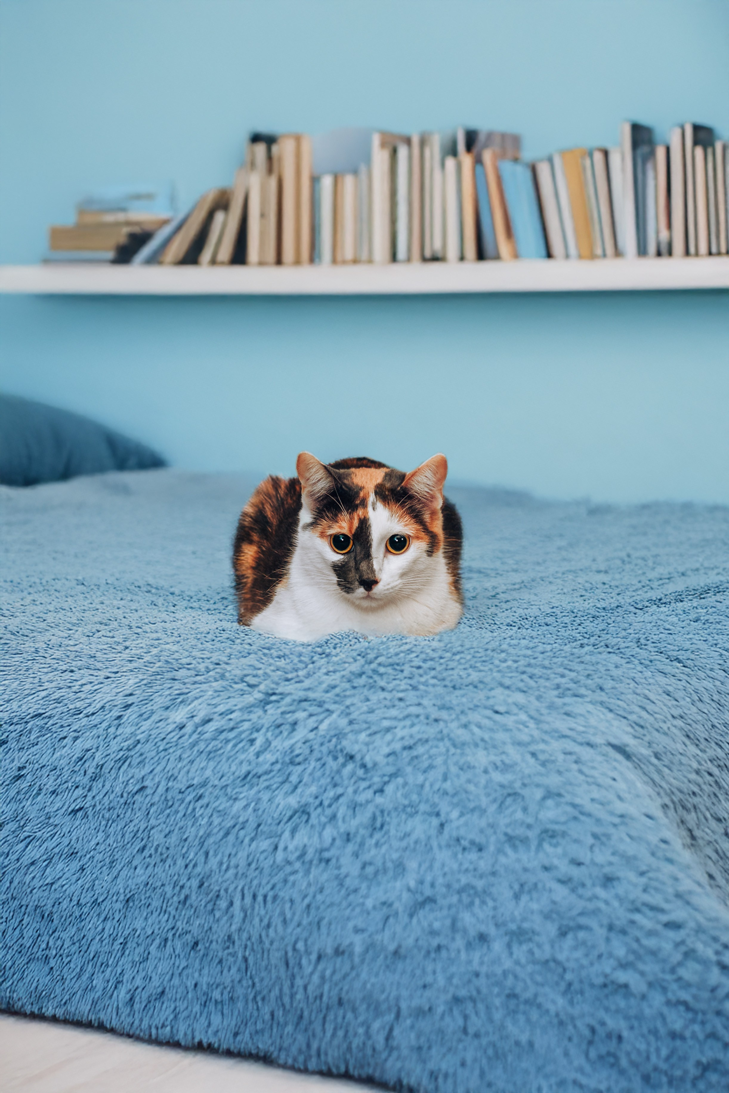 Кошки в поиске дома 2025. Фотограф-анималист Татьяна Степанова