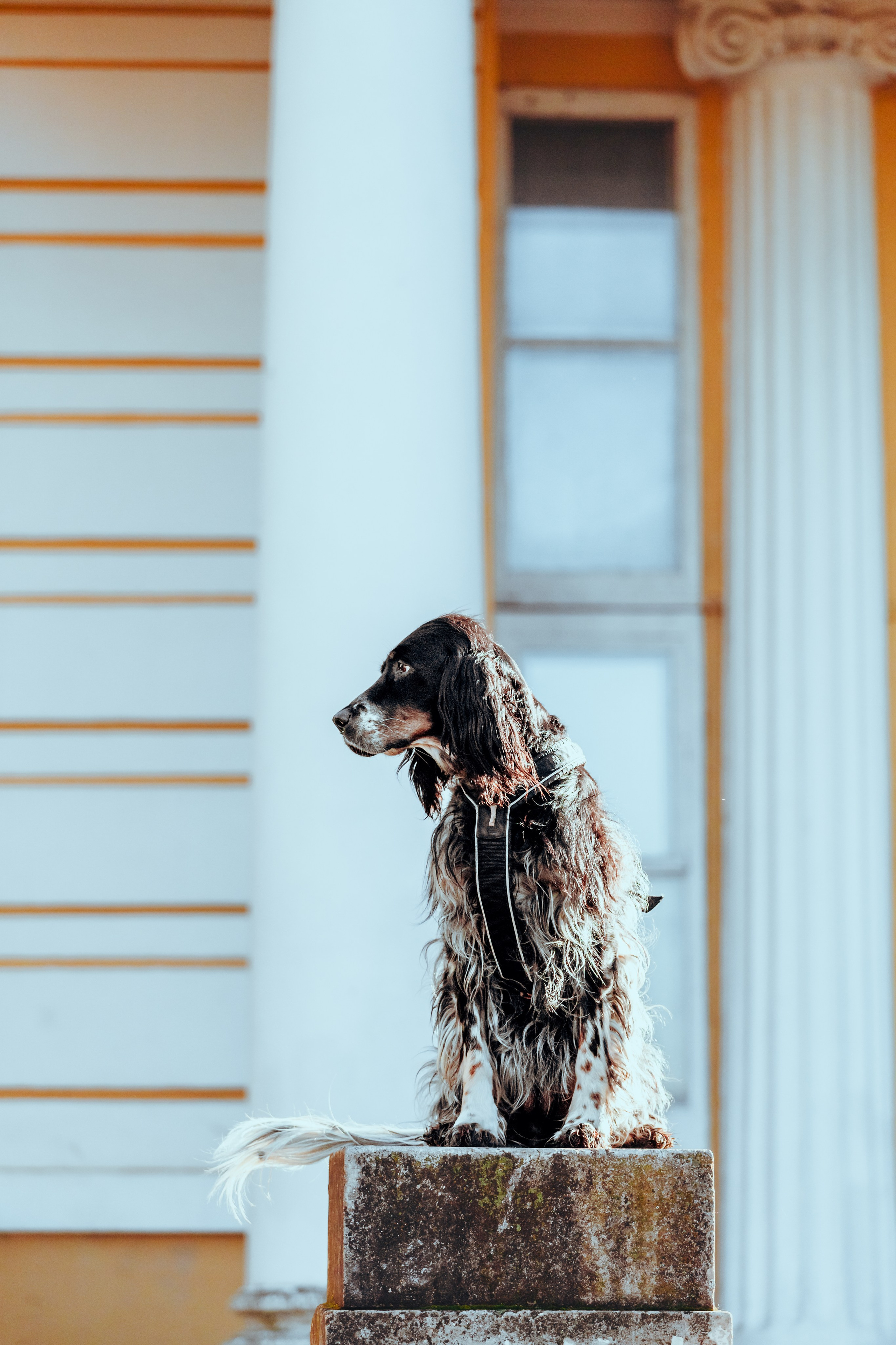 Света, Хайди, Богдана. Фотограф-анималист Татьяна Степанова