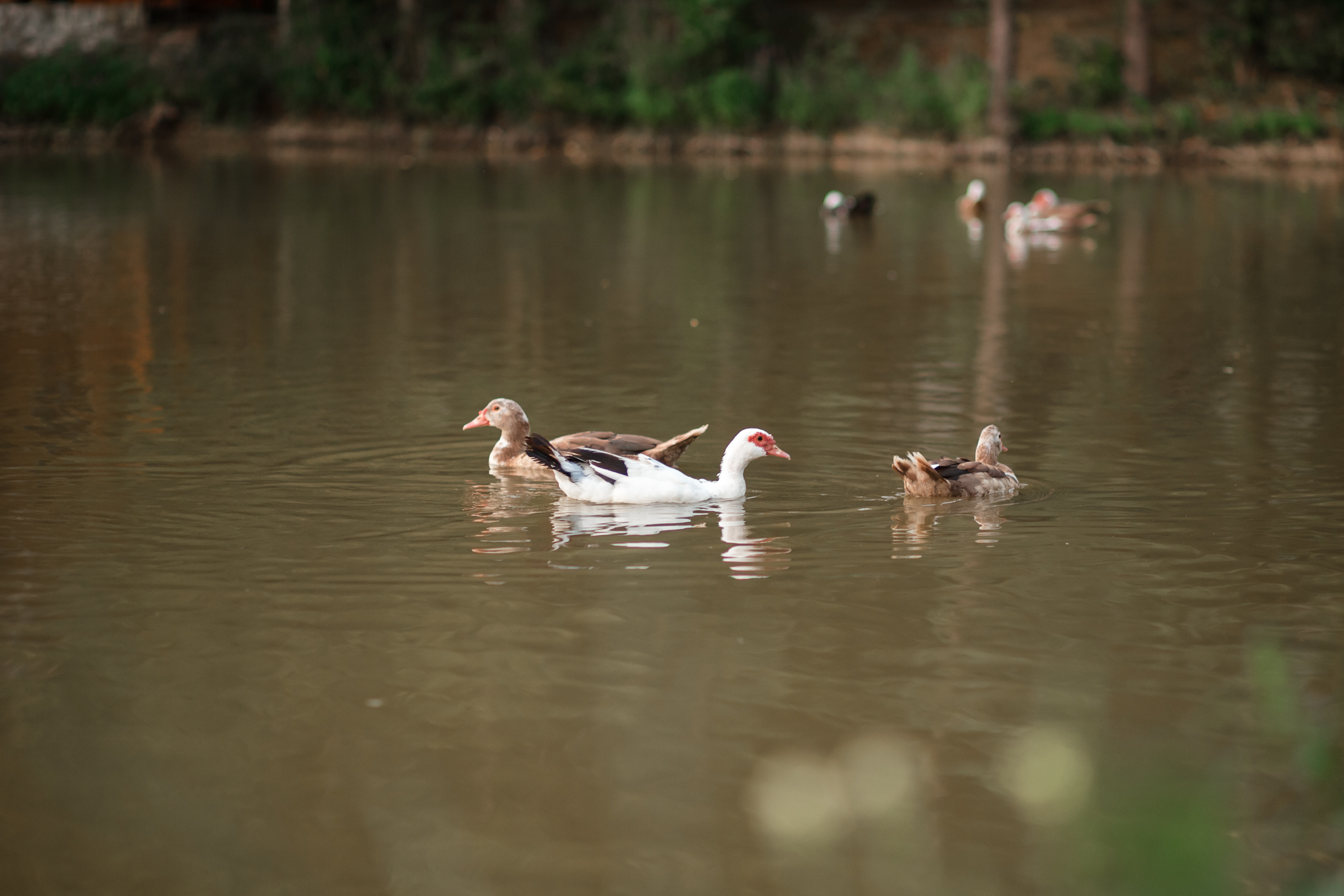 Семья. Семейный фотограф, свадебный фотограф, детский фотограф в Краснодаре А