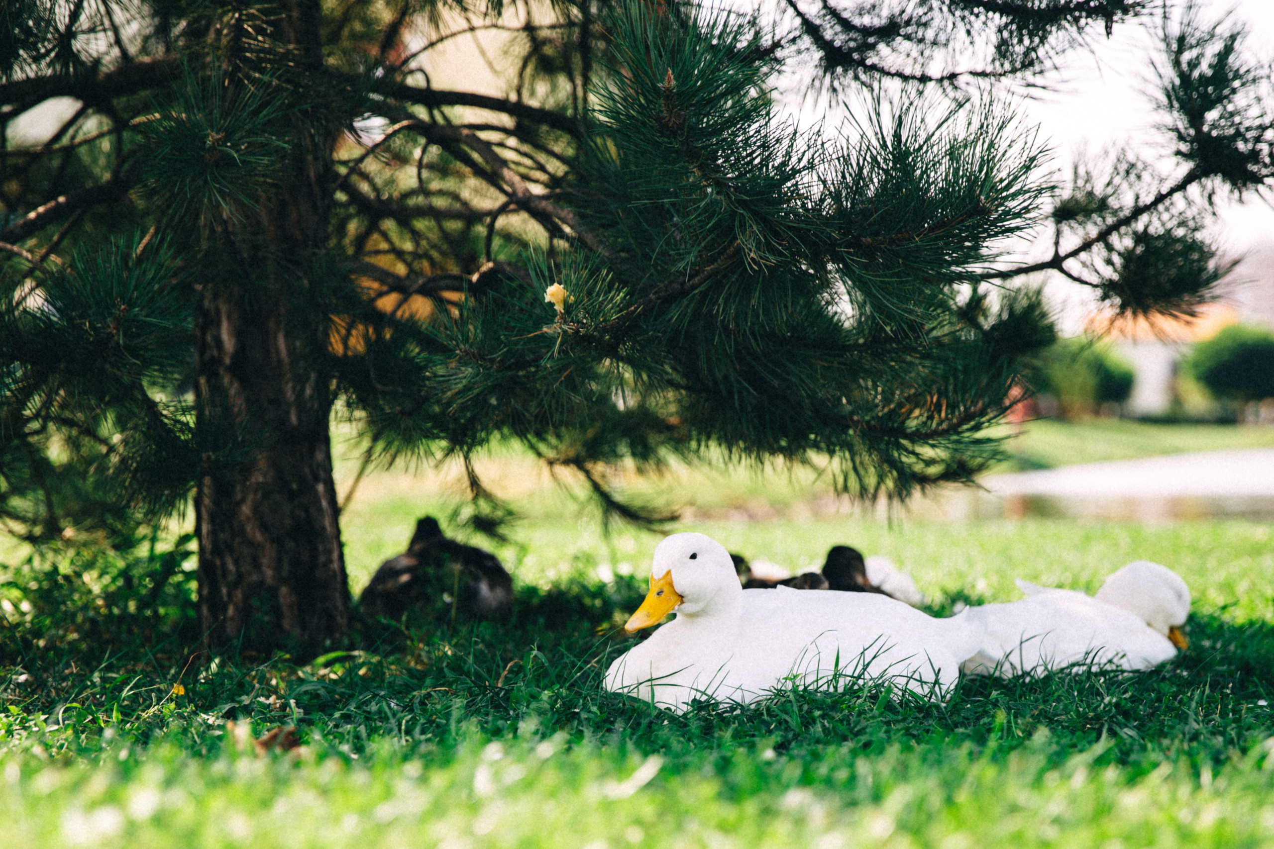 Папин день. Семейный фотограф, свадебный фотограф, детский фотограф в Краснодаре А