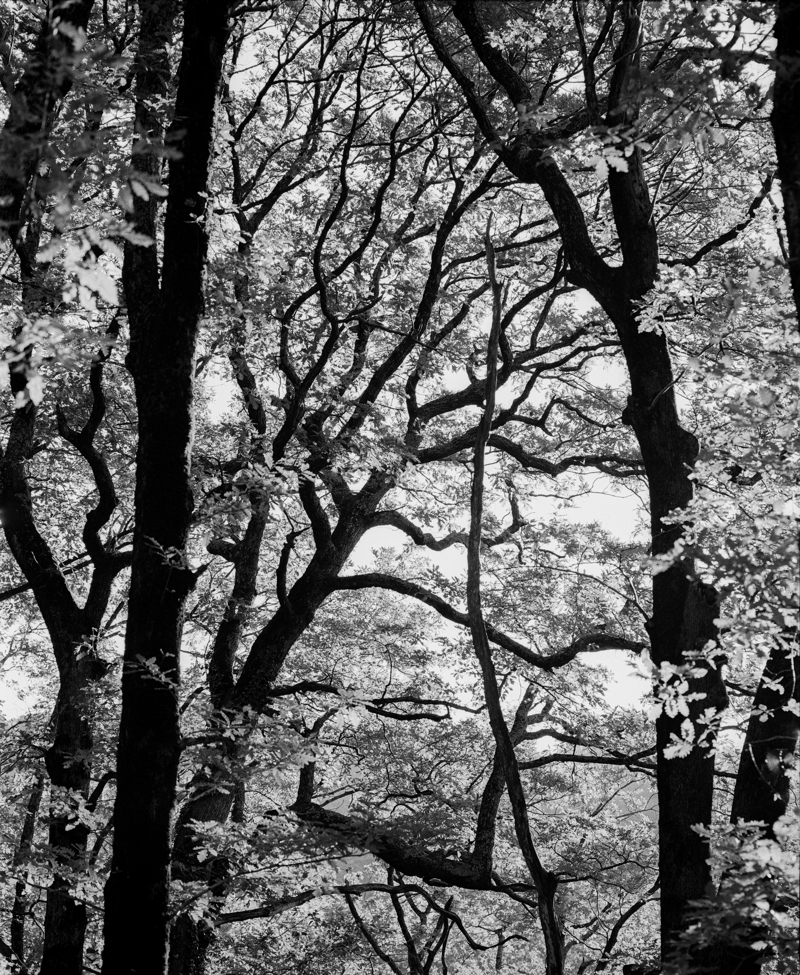 Landscape. Philipp Yelistratov