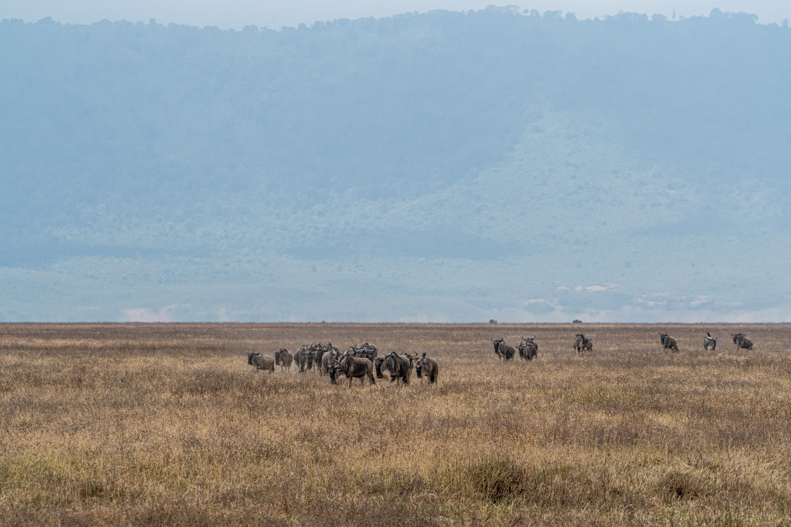 Танзания, сафари, 2025. Творческие сьемки