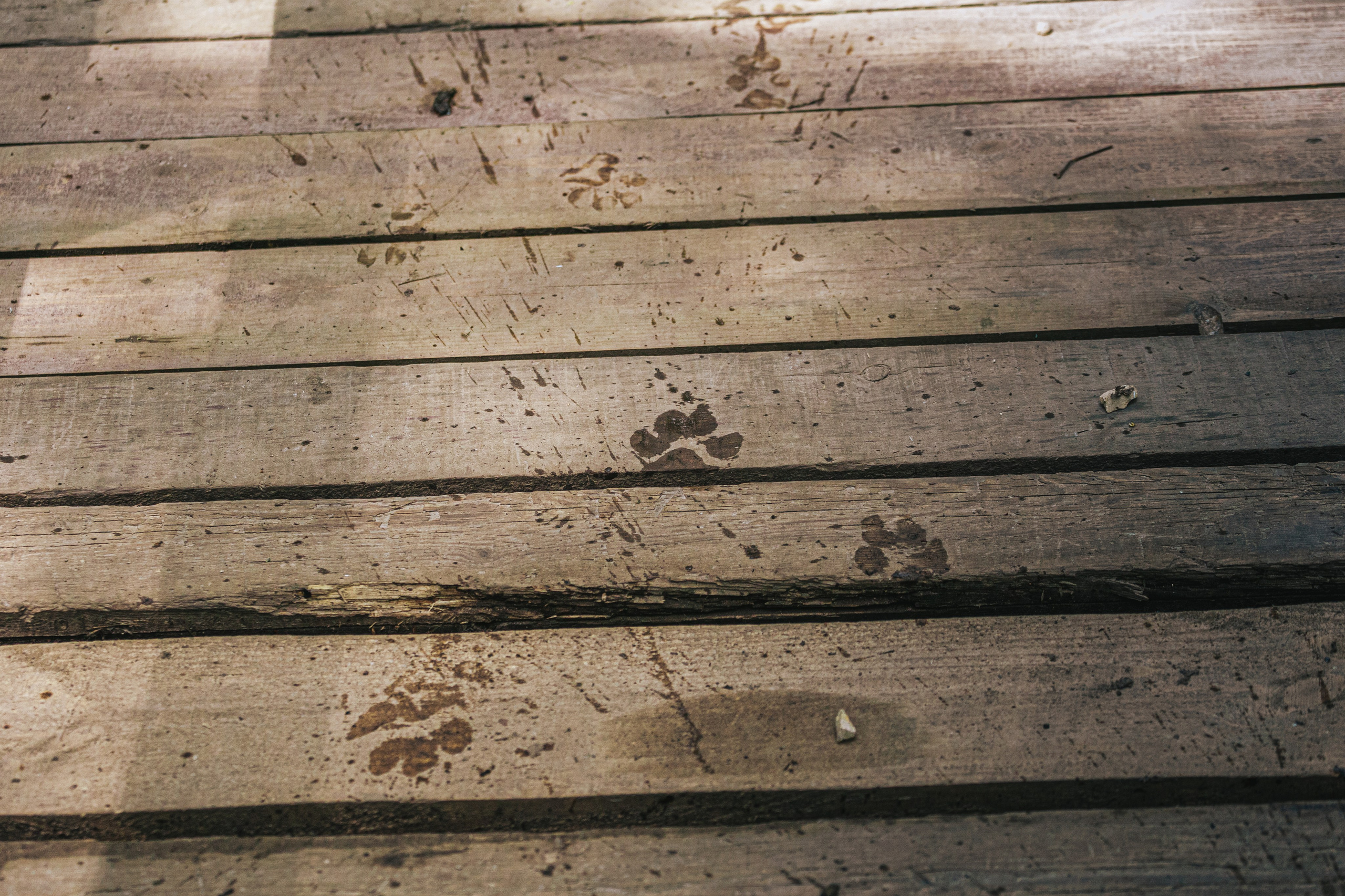 Лесная летняя фотопрогулка. Фотограф-анималист Татьяна Степанова