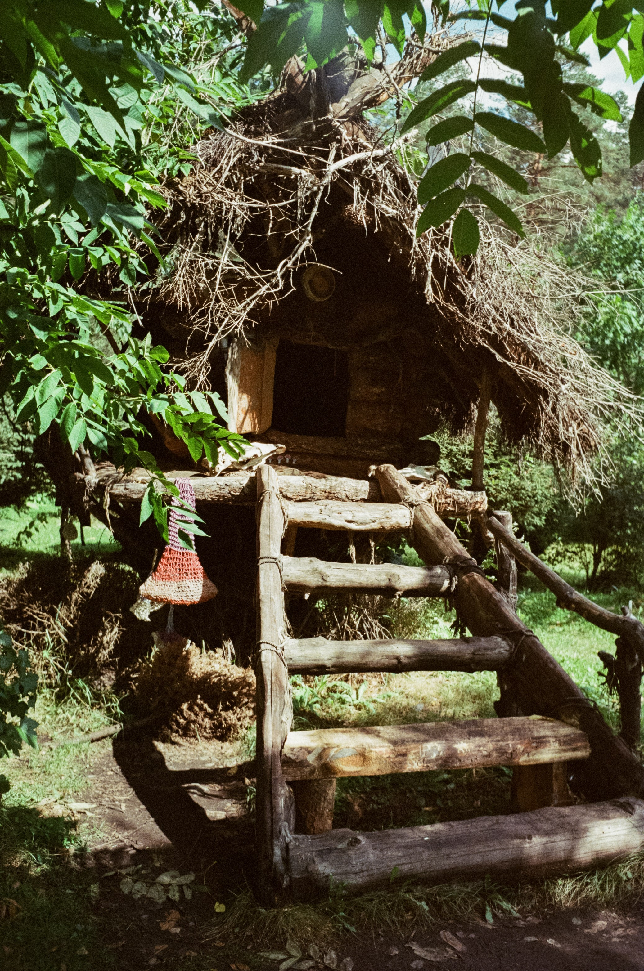 Горно-алтайский ботанический сад, база Кедровый остров / 27 августа 2024 года