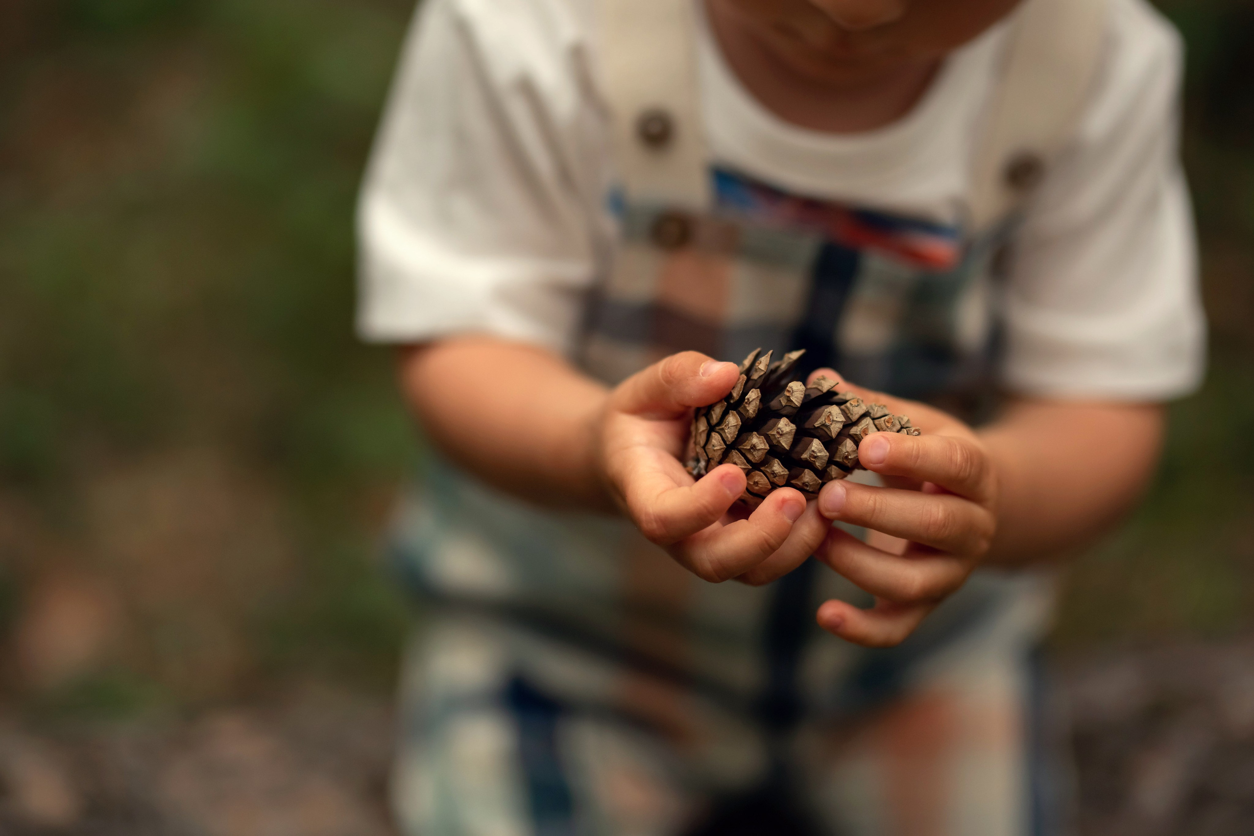 Сосны. Сайт