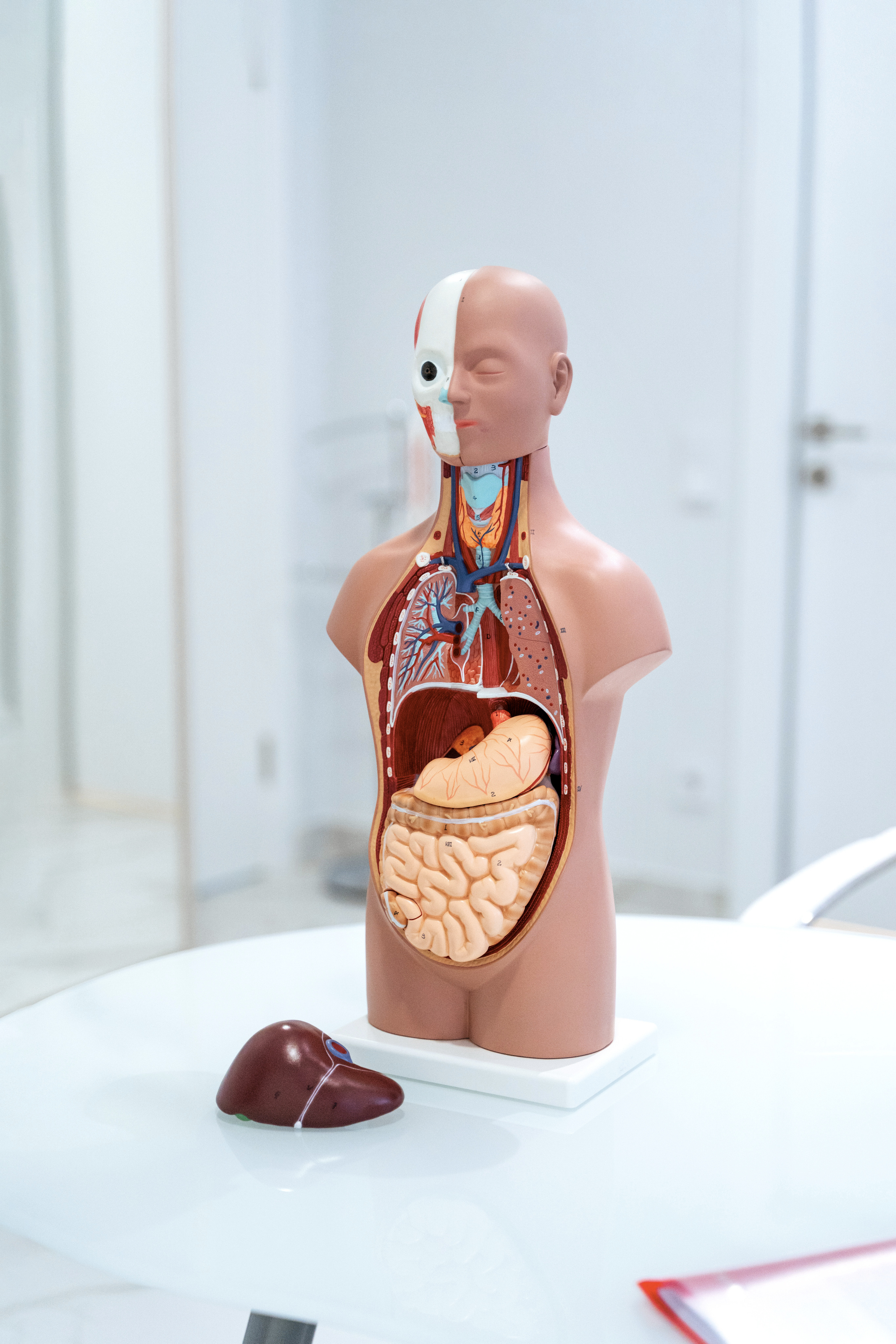 Doctor. Forograf|Skåne|Ängelholm