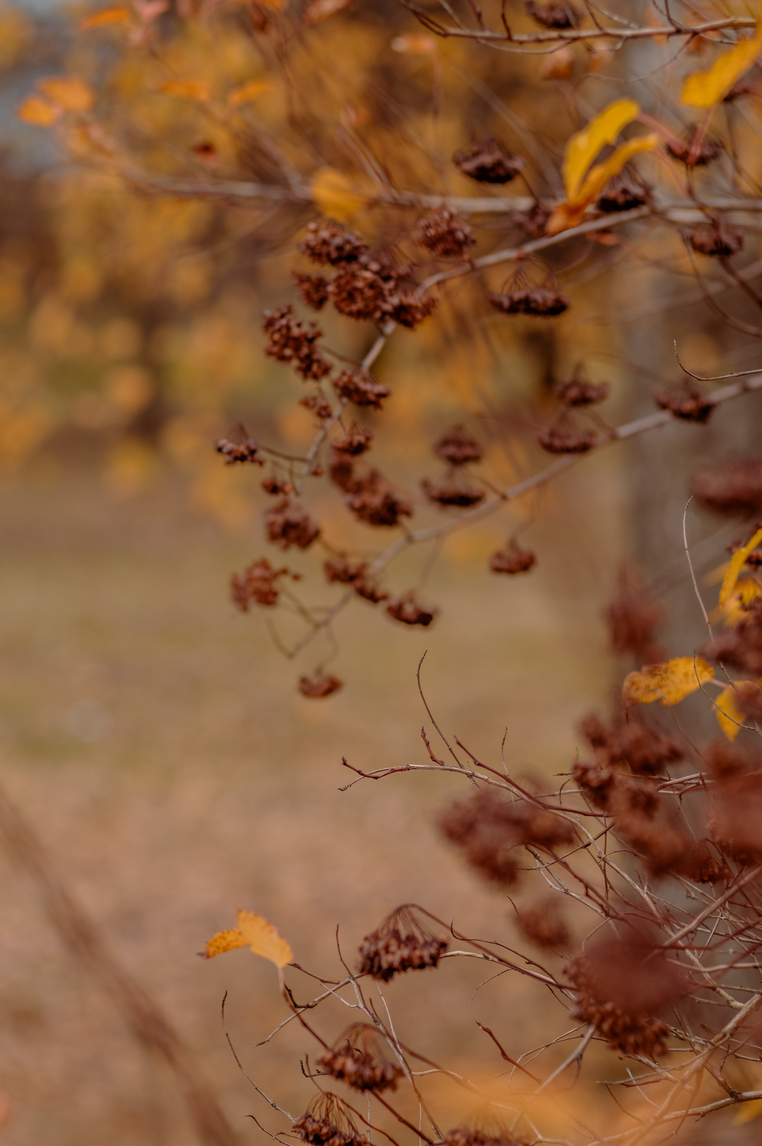 Фотосессии на природе. Фотограф Светлана Воронцова