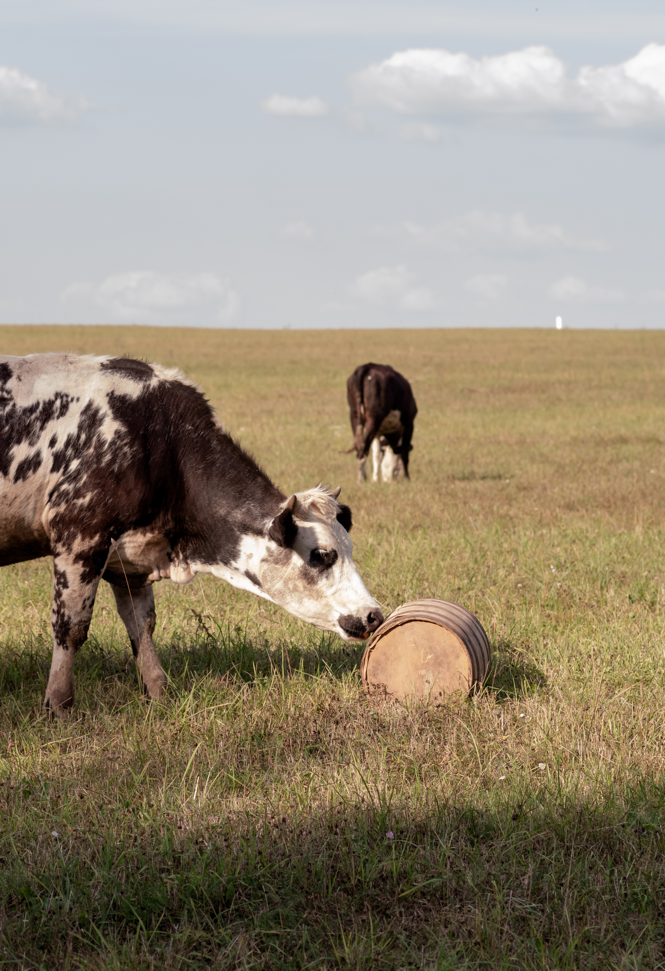 #воронцовскиесезоны ЛЕТНИЙ BRUNCH. Фотограф Светлана Воронцова