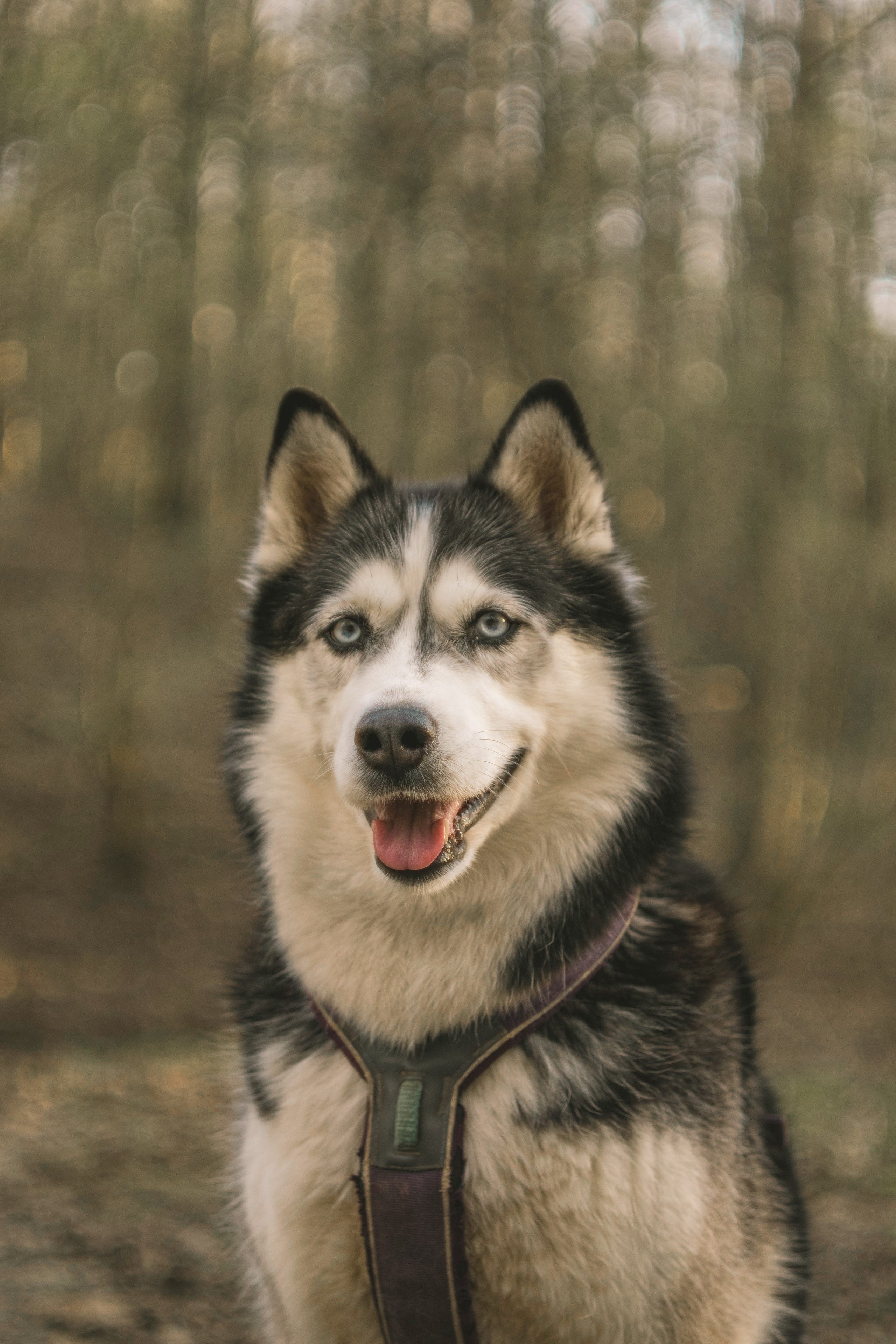 Животные. Varezhka photo | фотограф для души