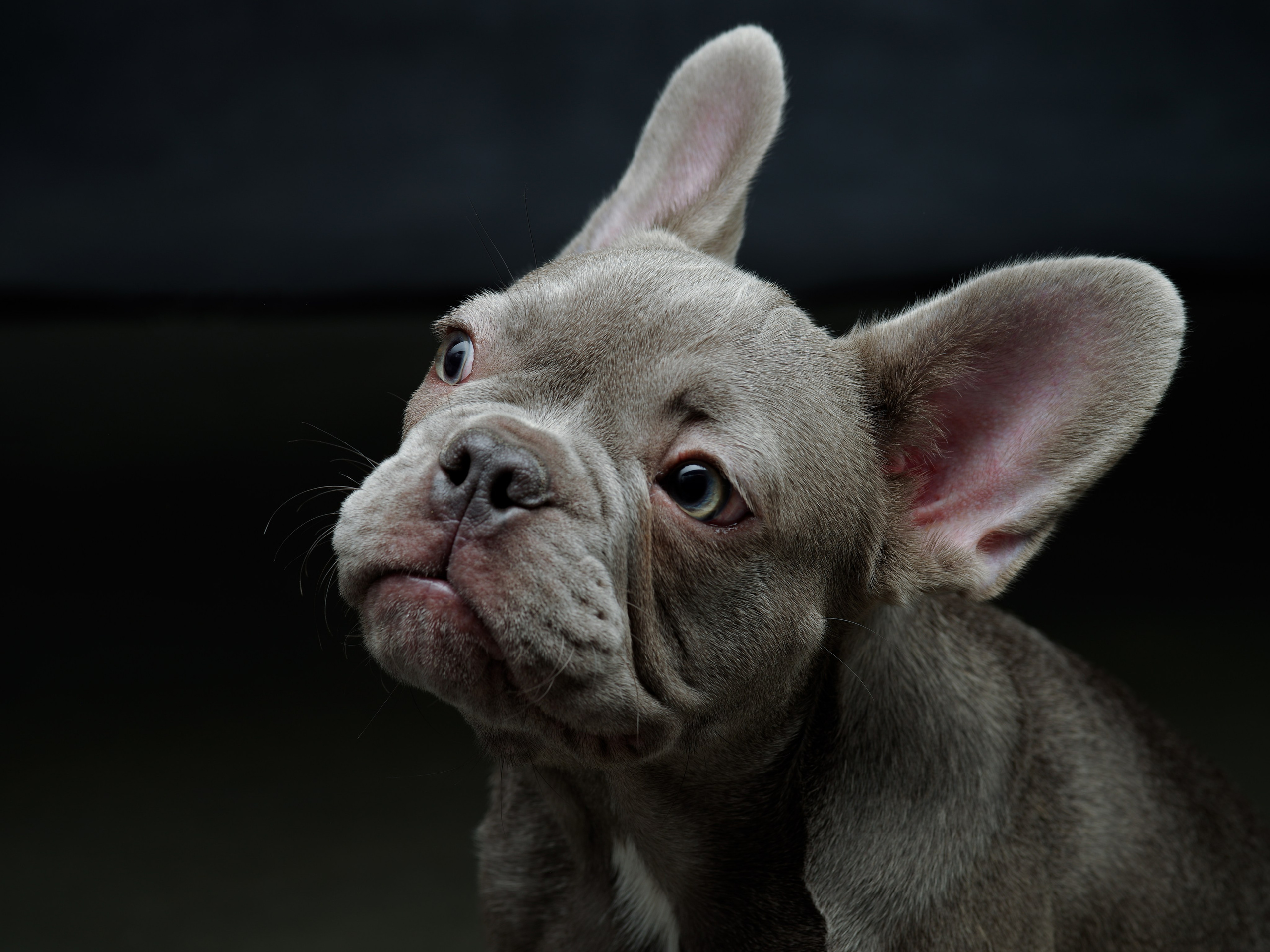 Фото услуги. Фото & Видео студия XIMIYA