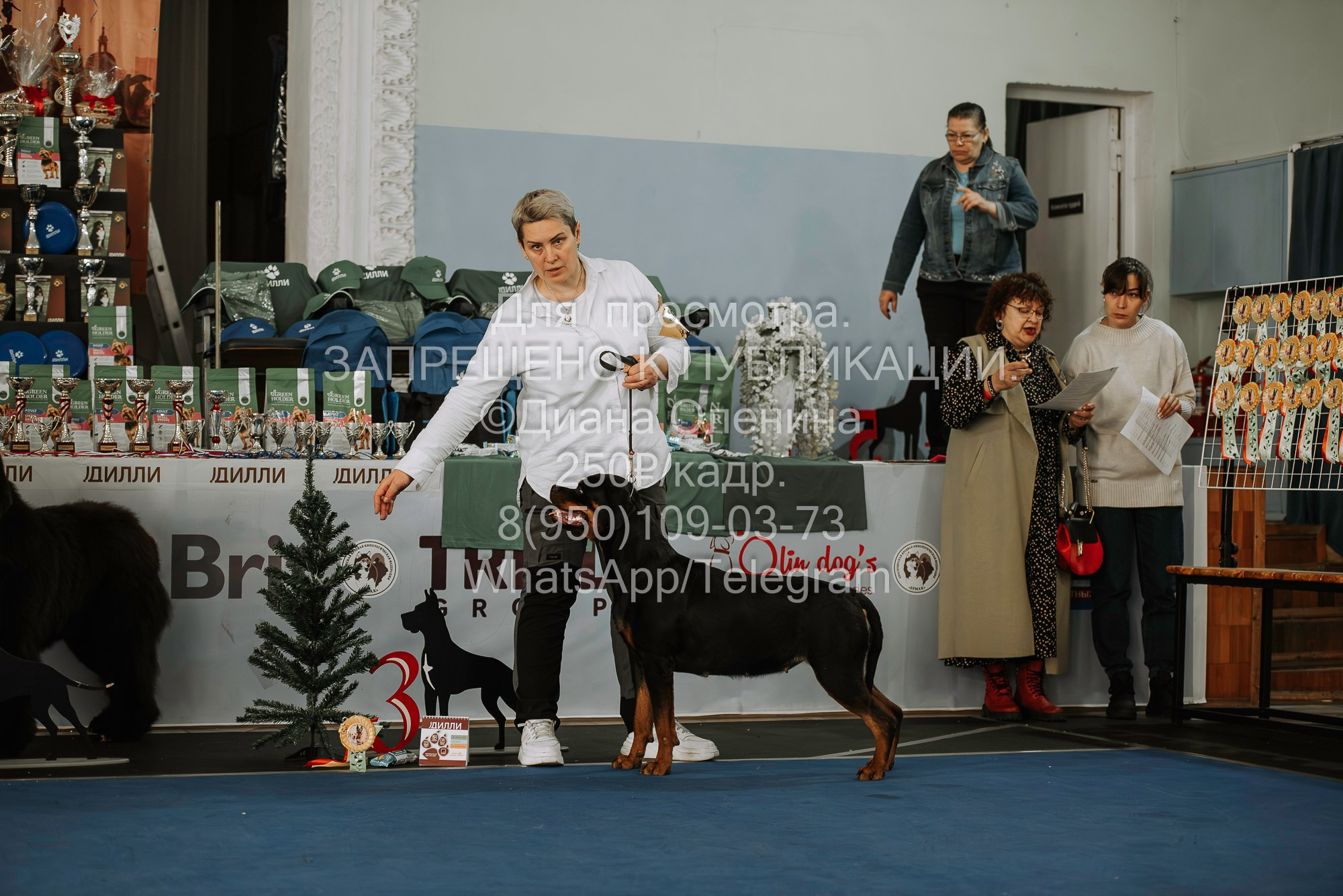 Выставка собак Красноярск 29.10.2023. Фотограф Диана Оленина Красноярск / Братск