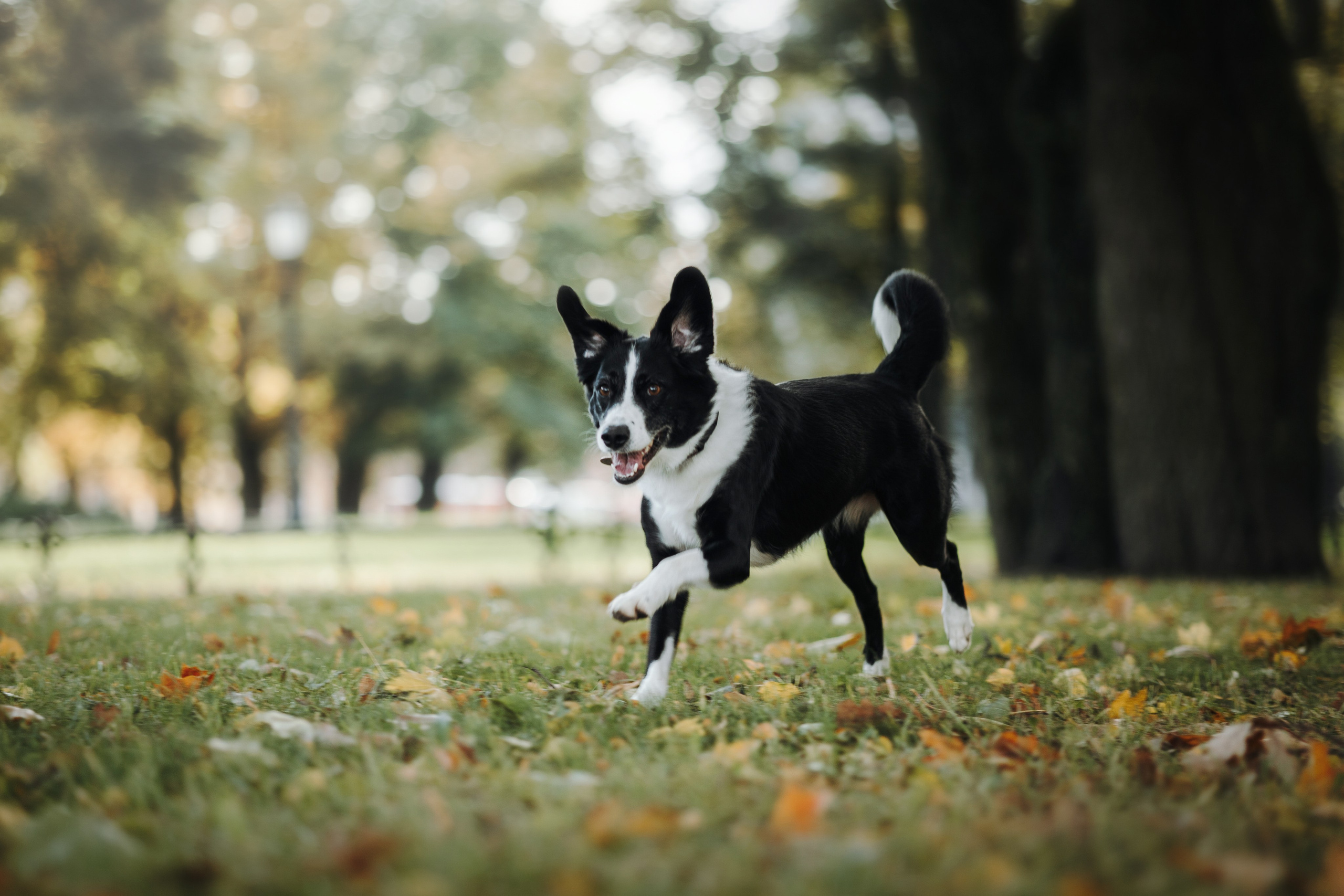 Мишель и ее семья. Фотограф — Анималист | Санкт-Петербург