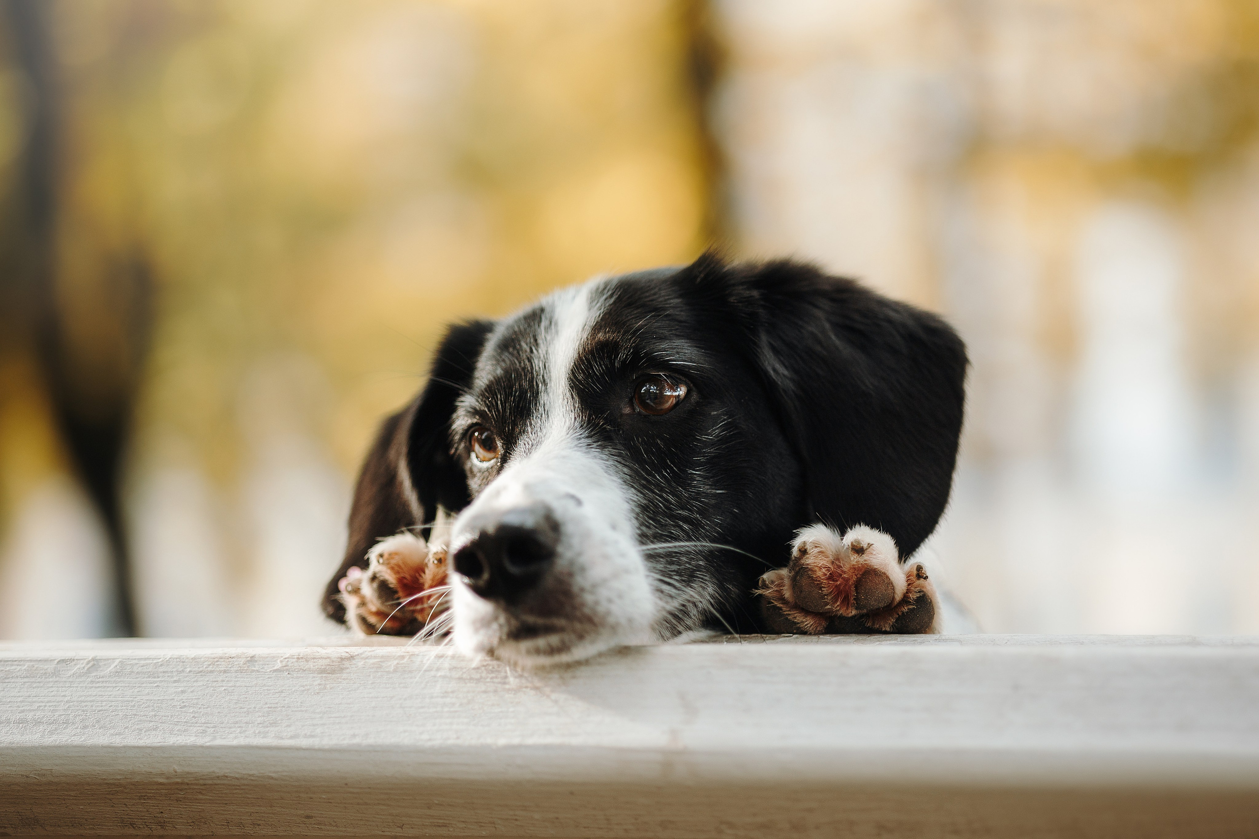 Мишель и ее семья. Фотограф — Анималист | Санкт-Петербург