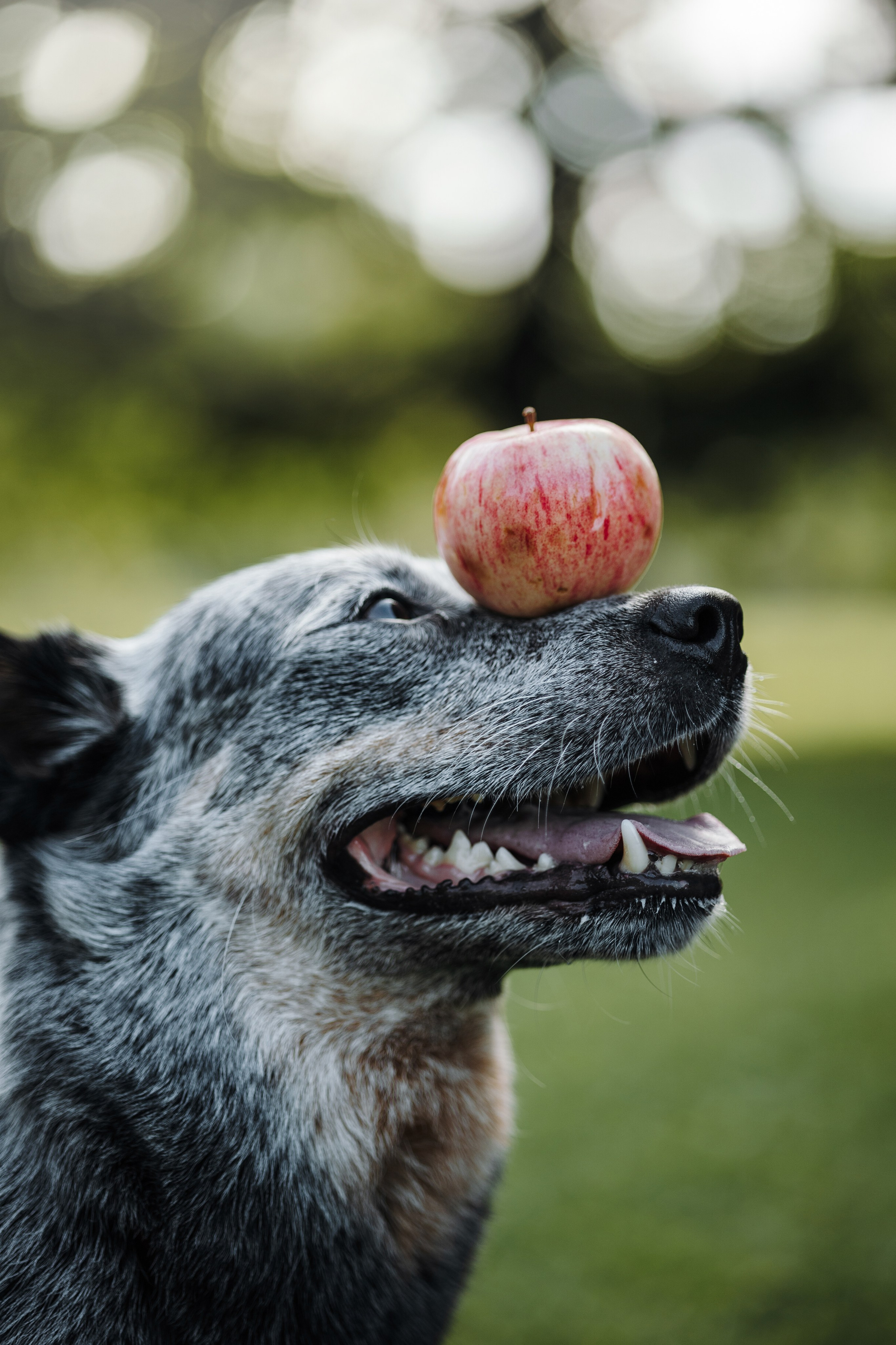 Кода и ее семья. Фотограф — Анималист | Санкт-Петербург