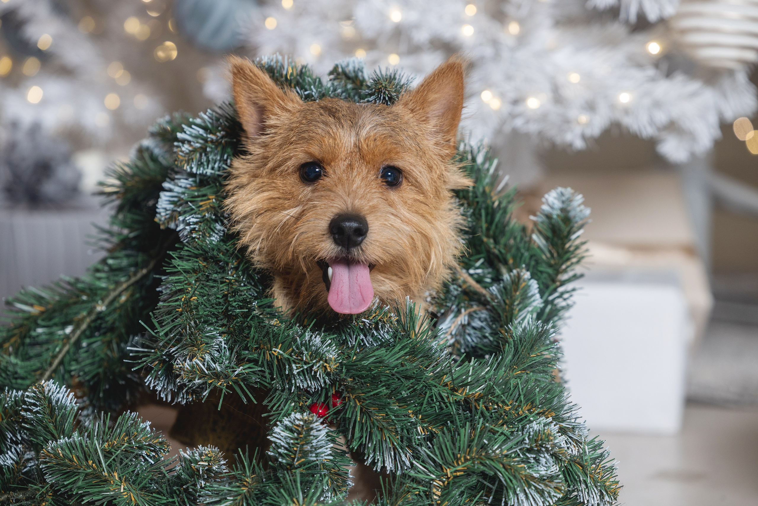 Хвостатый Новый Год. Фотограф Алена Звездина