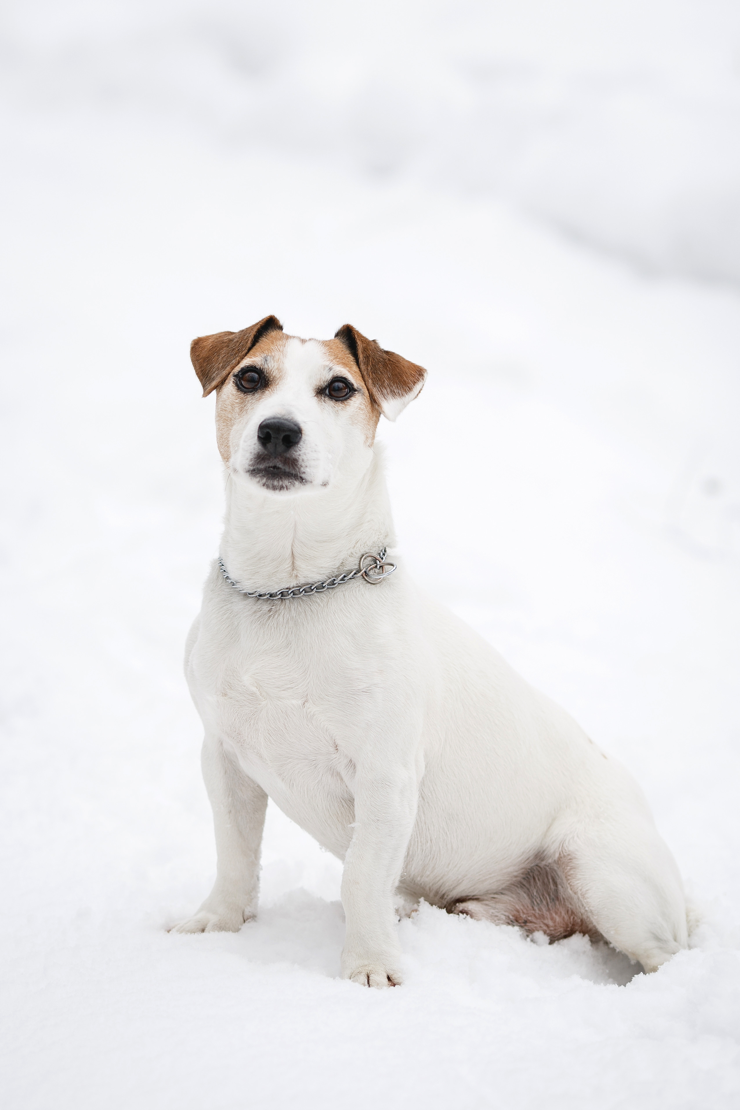 Животные. Фотограф в Твери и Москве Юлия Бахтамова