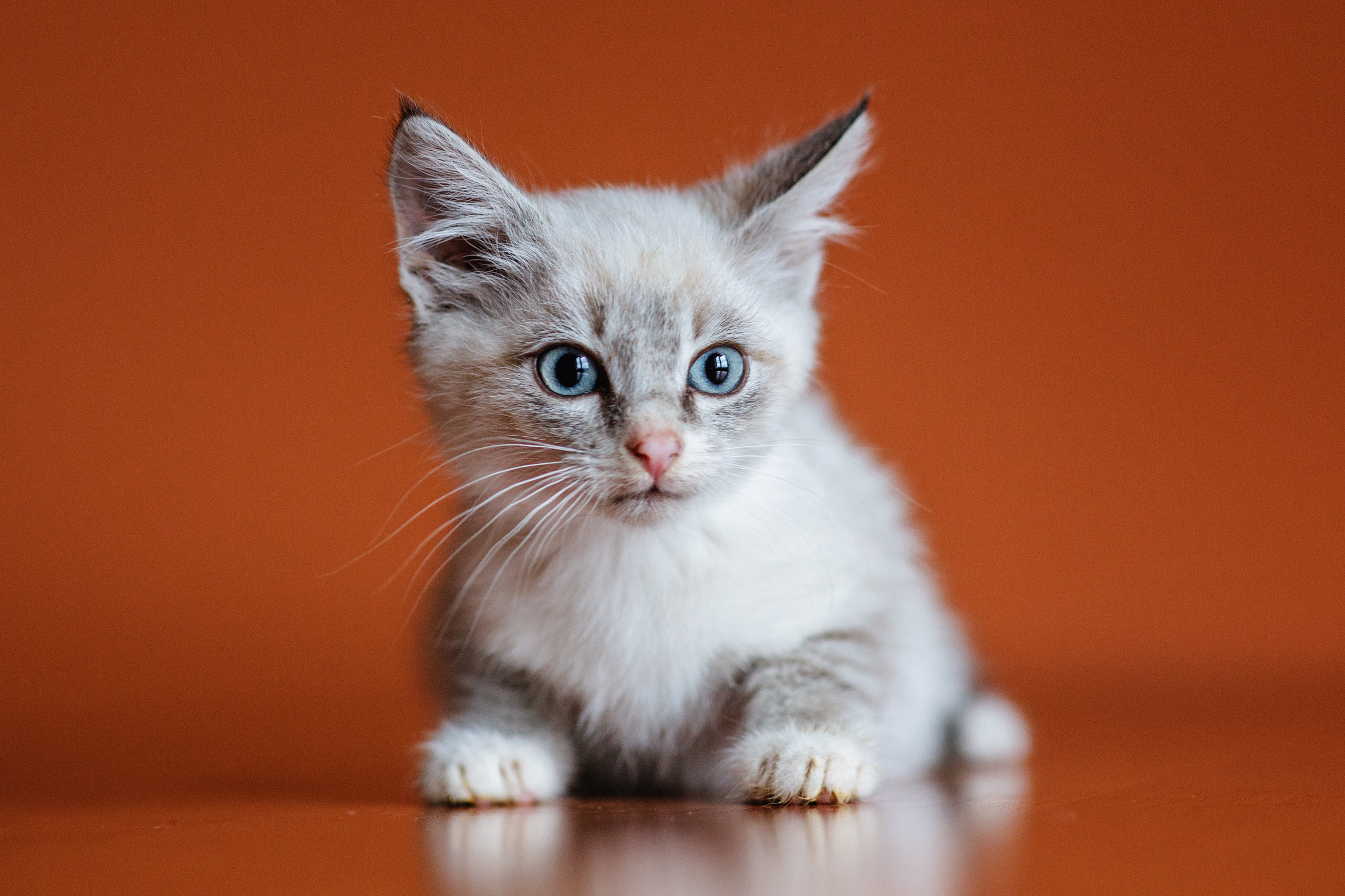 Животные. Фотограф в Твери и Москве Юлия Бахтамова