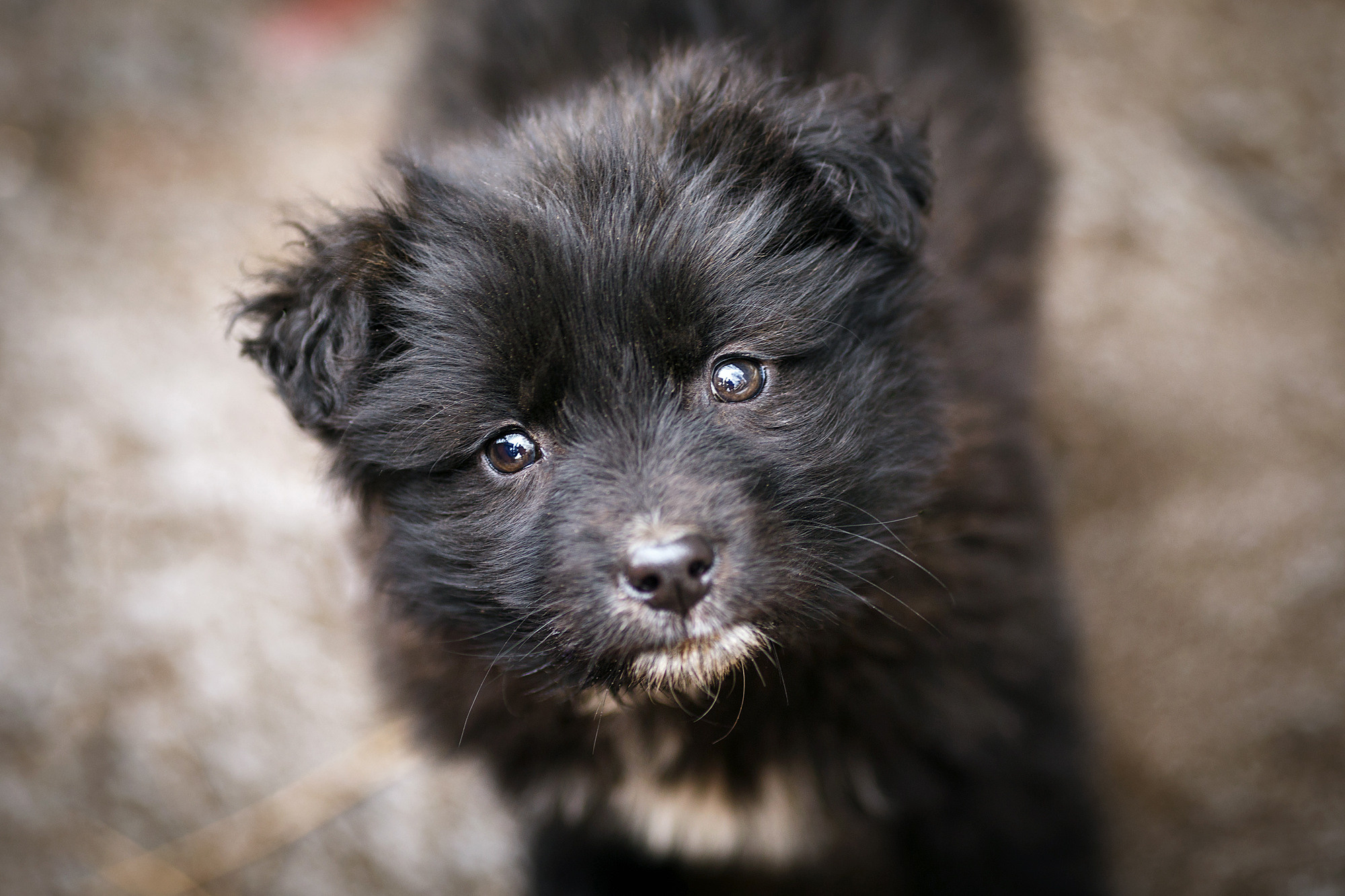 Животные. Фотограф в Твери и Москве Юлия Бахтамова