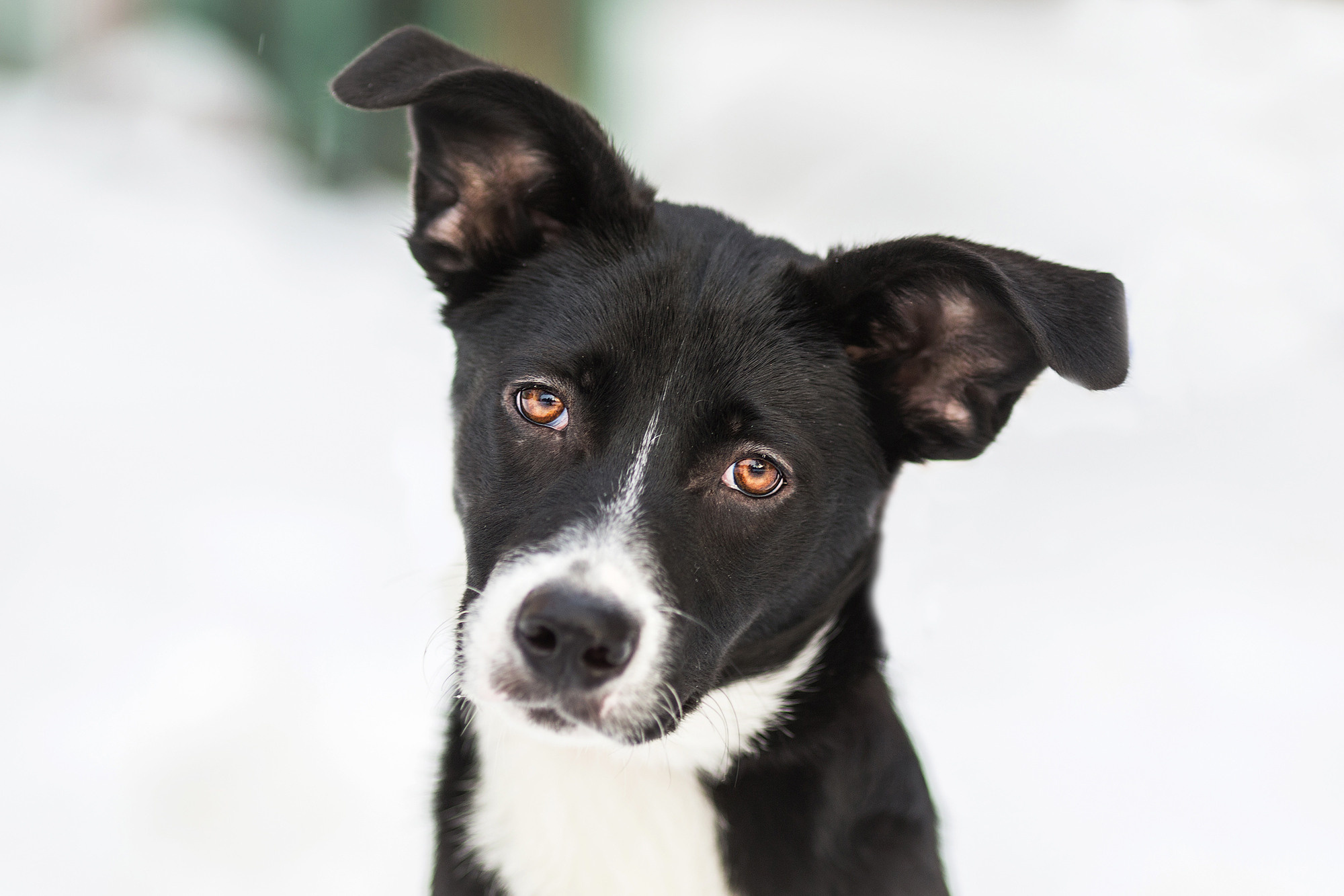 Животные. Фотограф в Твери и Москве Юлия Бахтамова