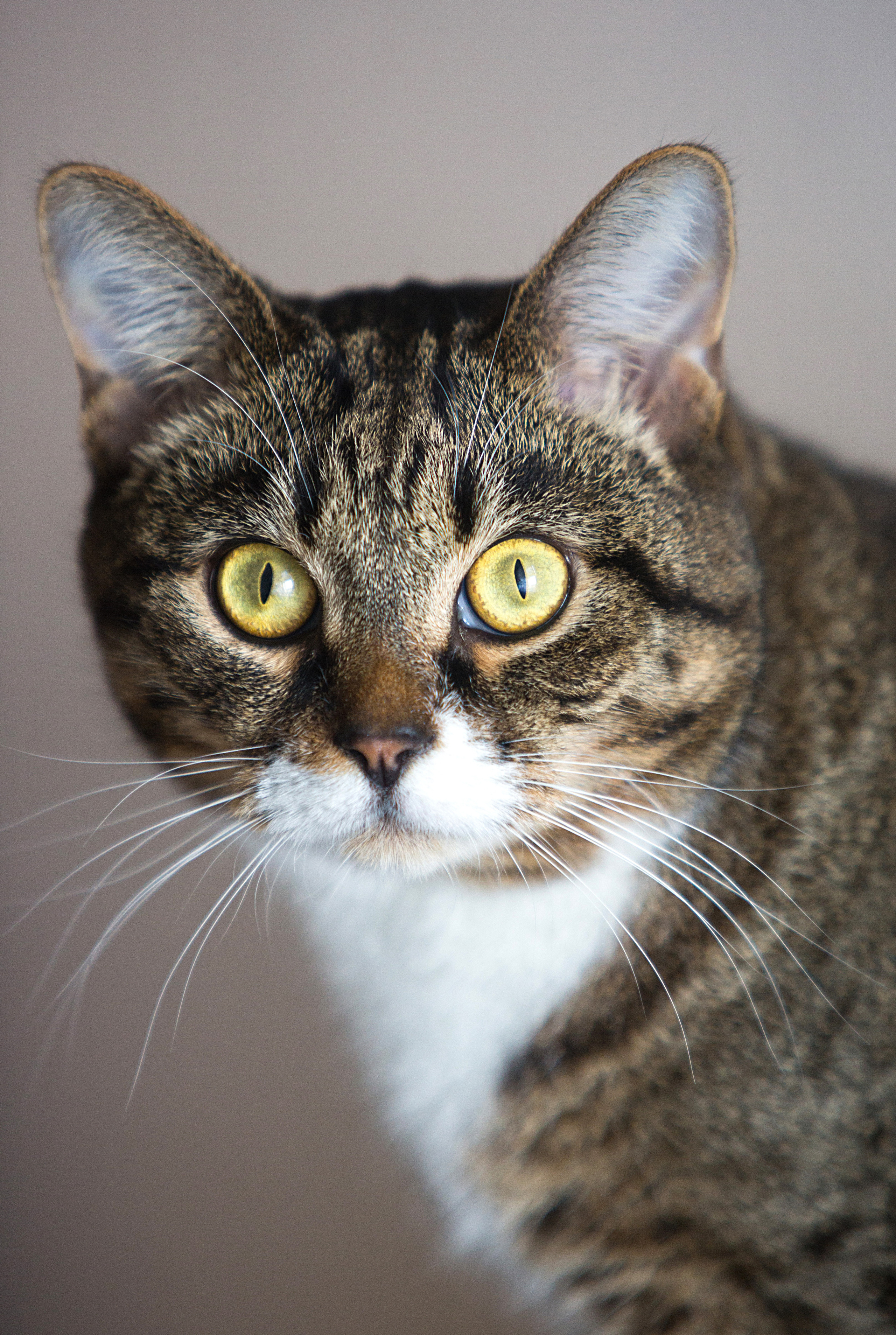 Полосатый кот