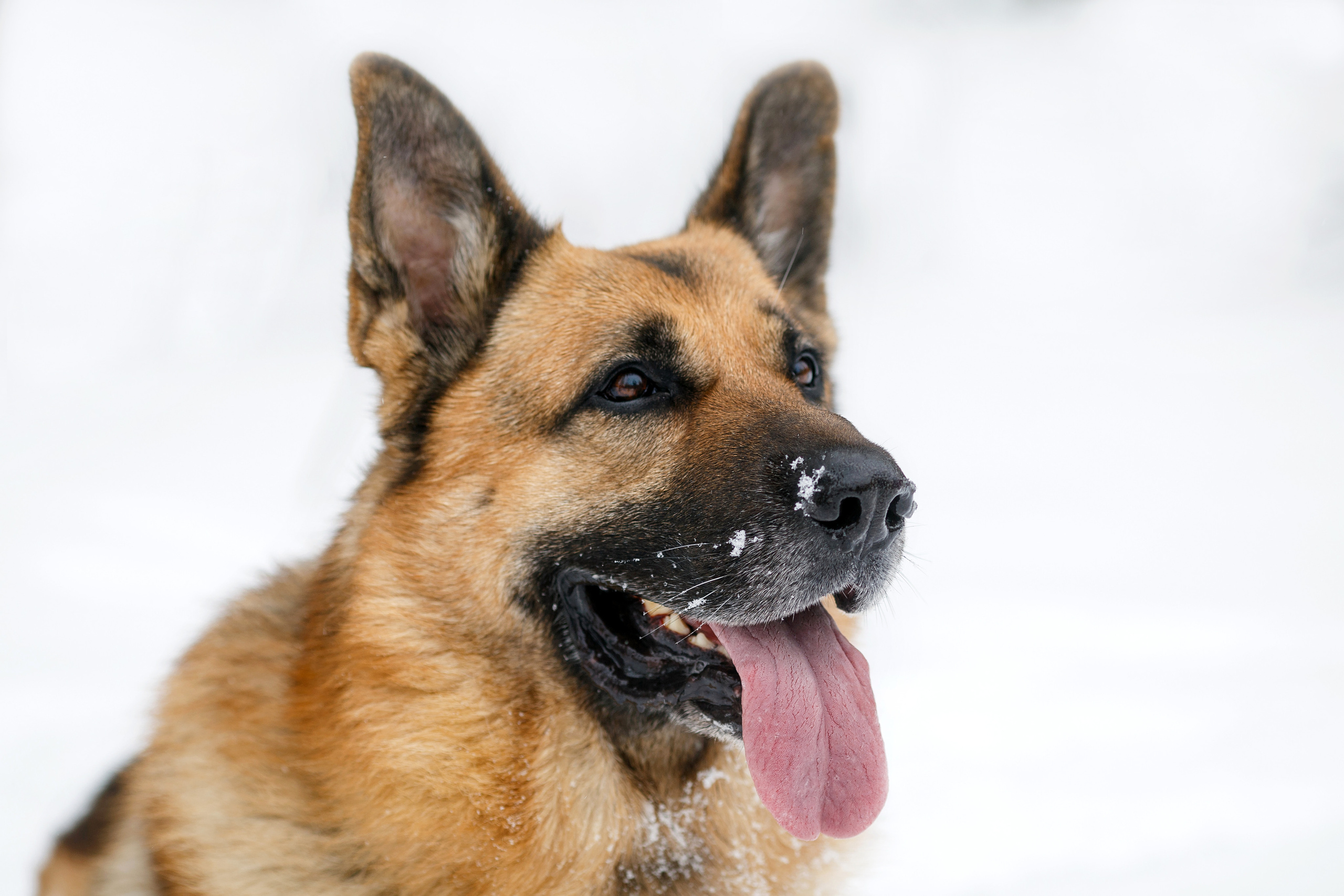 Портрет овчарки на улице зимой