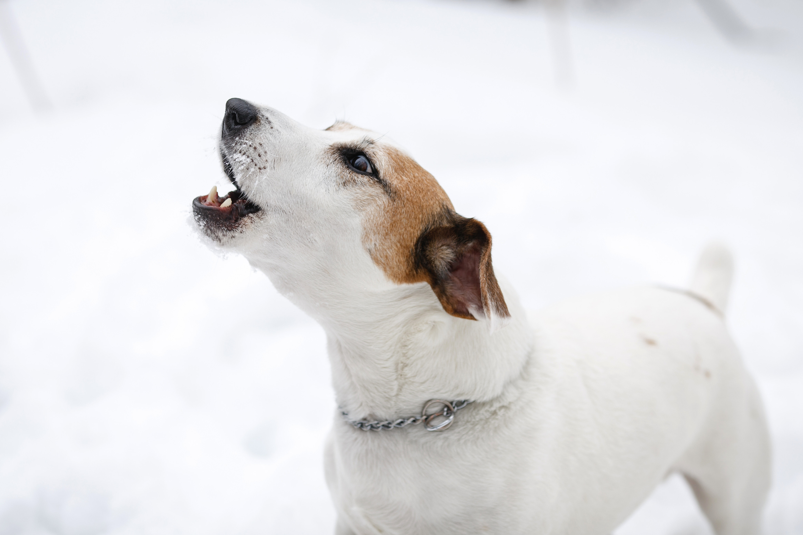 Джек-рассел терьер лает