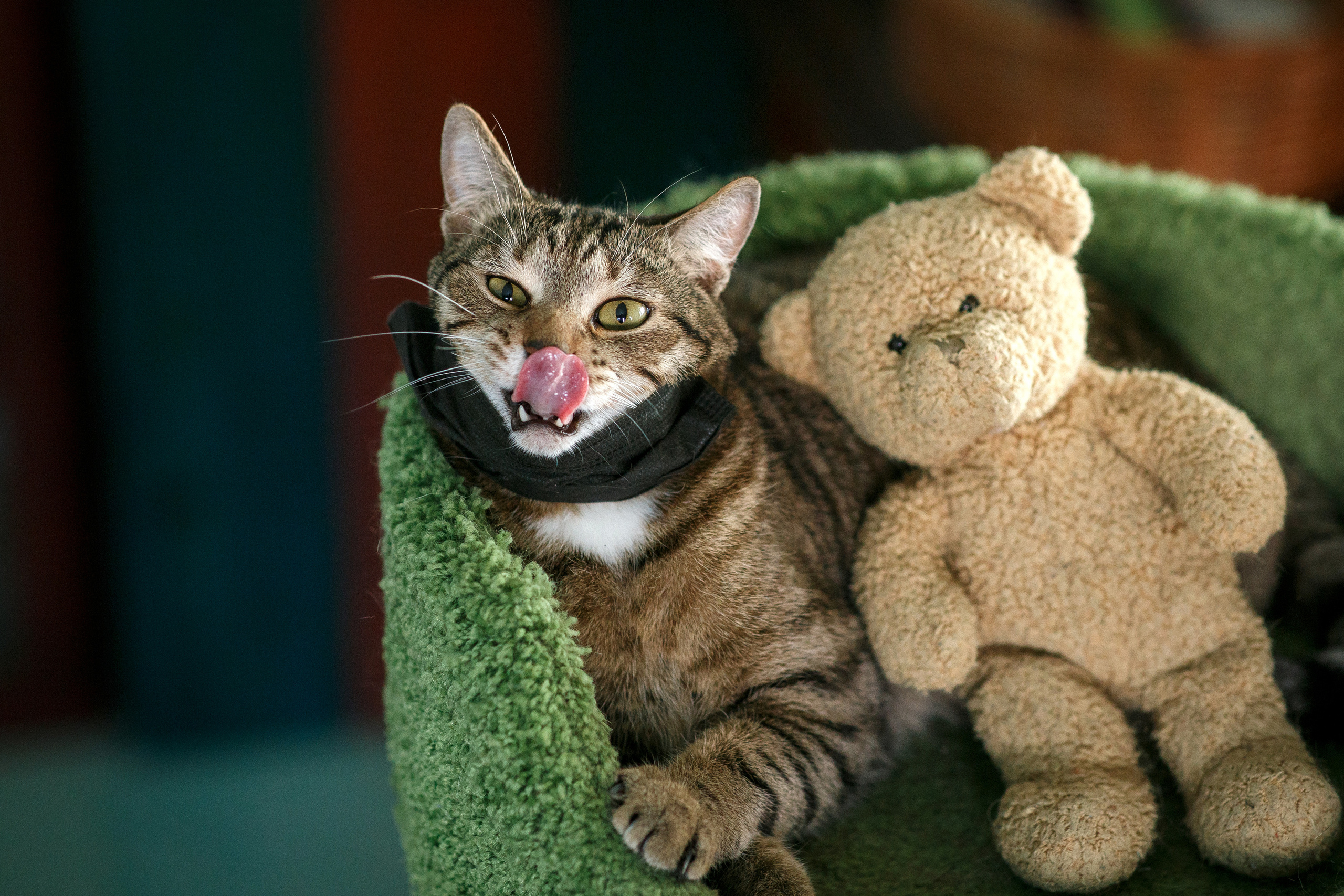 Животные. Фотограф в Твери и Москве Юлия Бахтамова