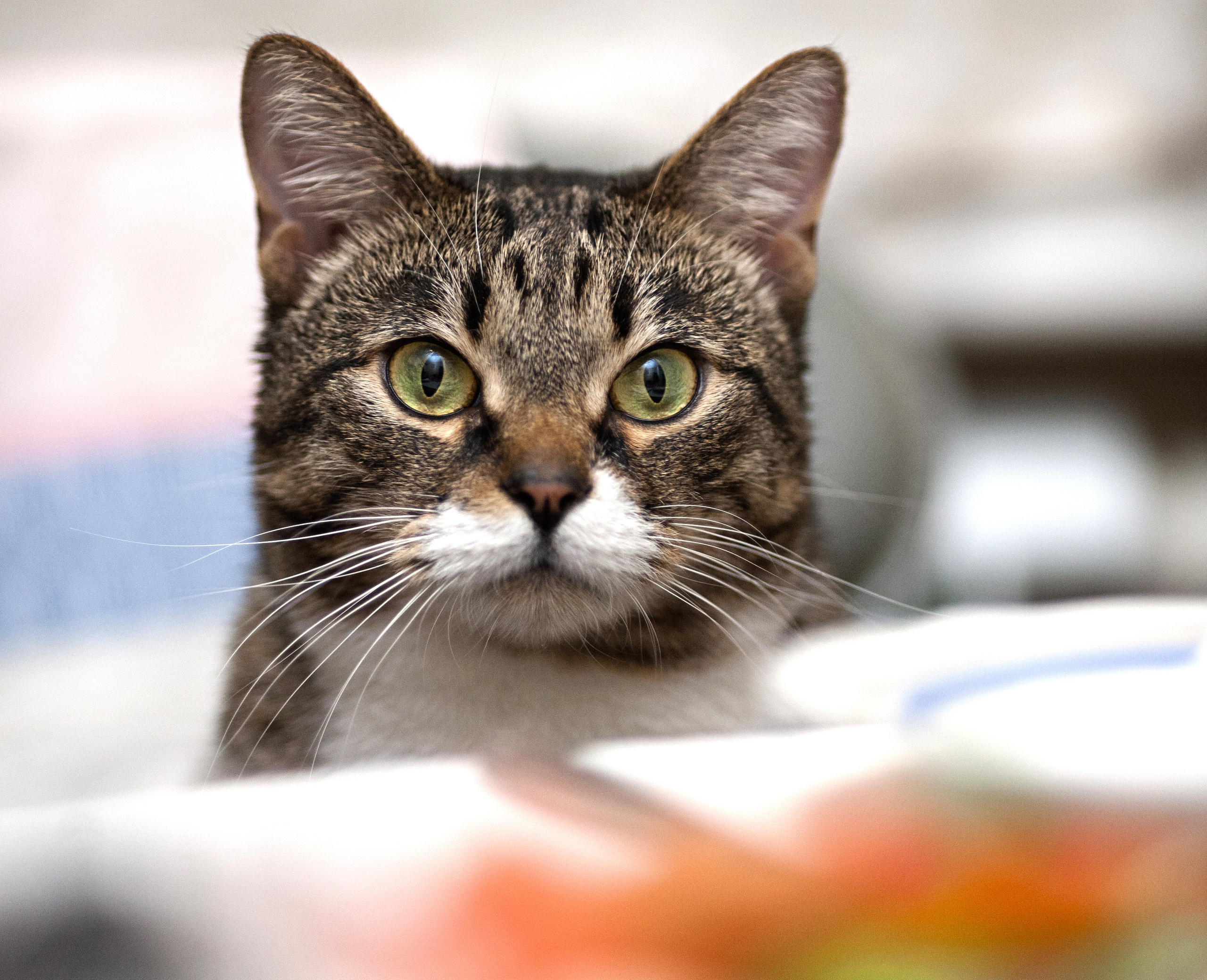 Полосатый кот сидит за столом