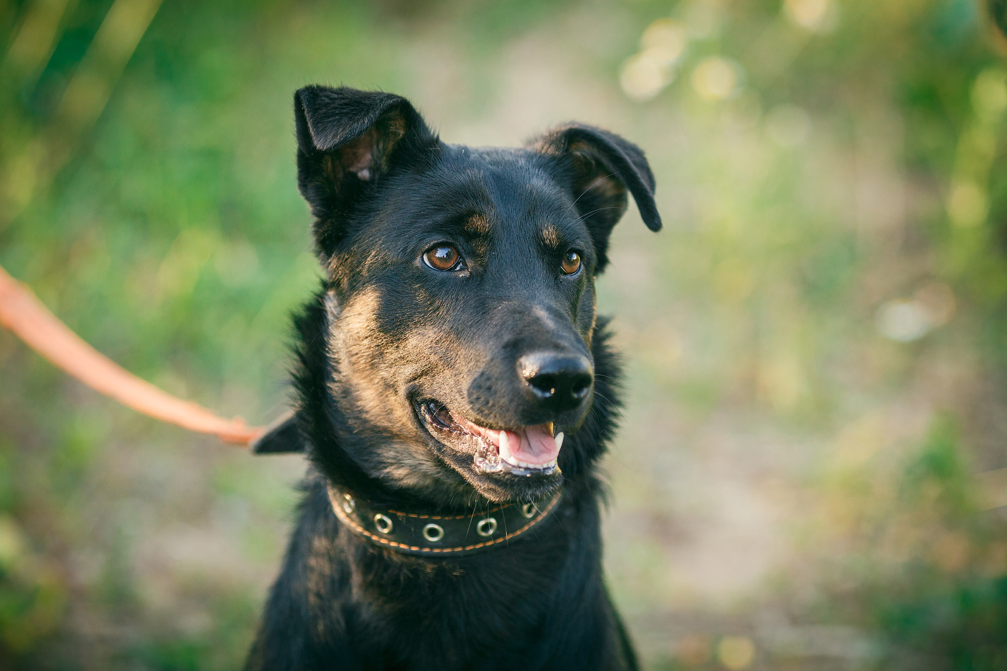 Собака на поводке на фоне летней природы