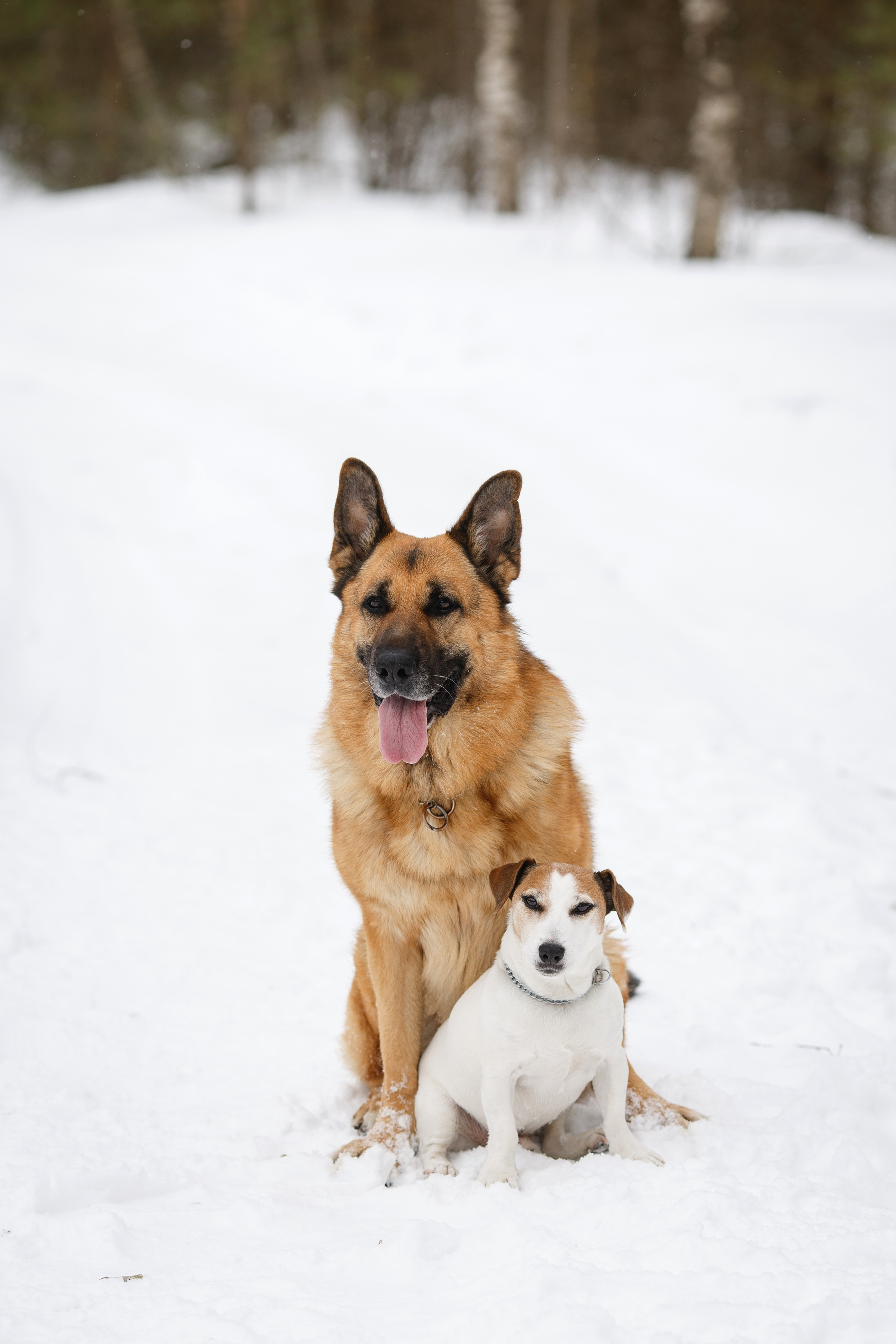 Овчарка и джек-рассел терьер на зимней улице