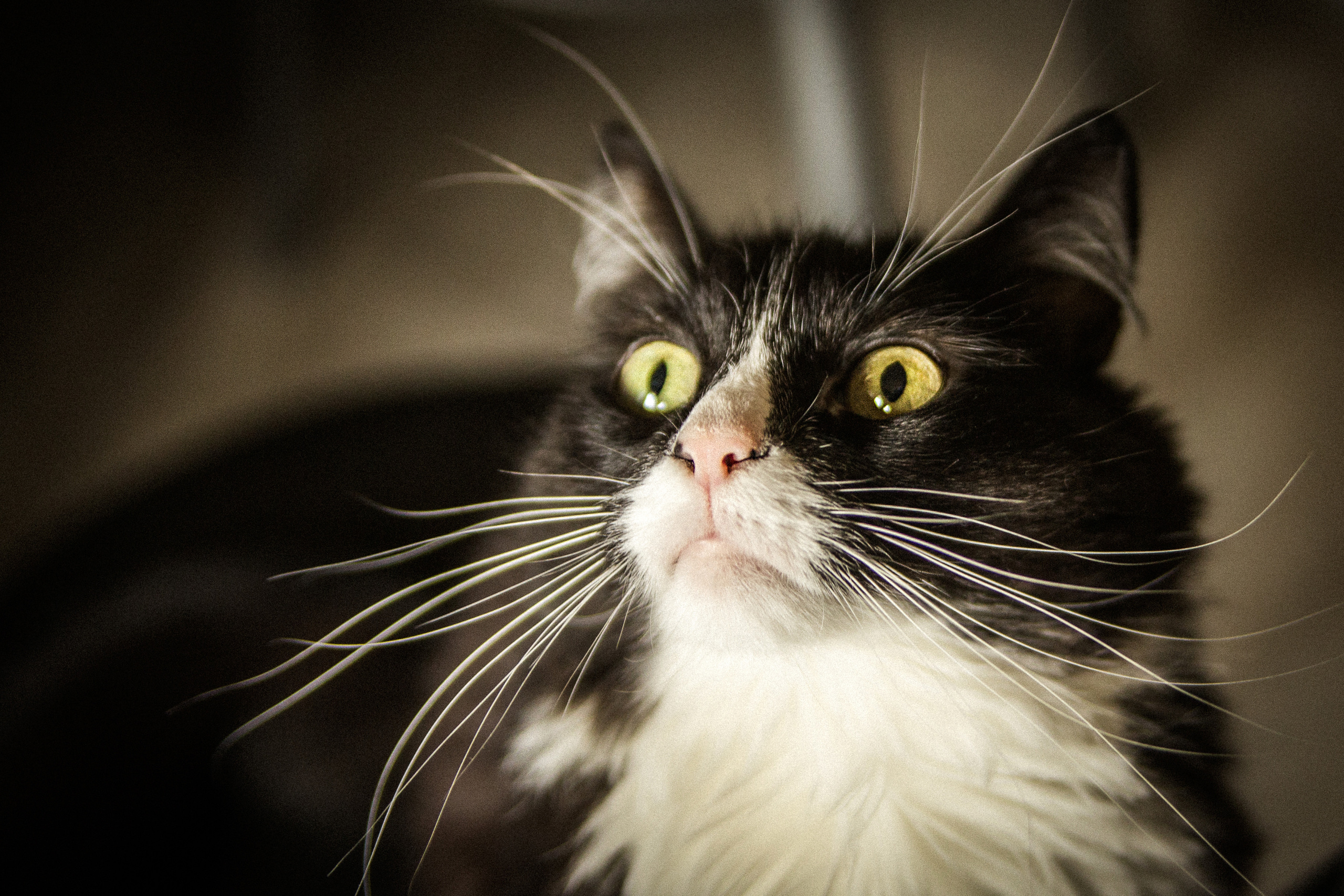 Черно-белая кошка