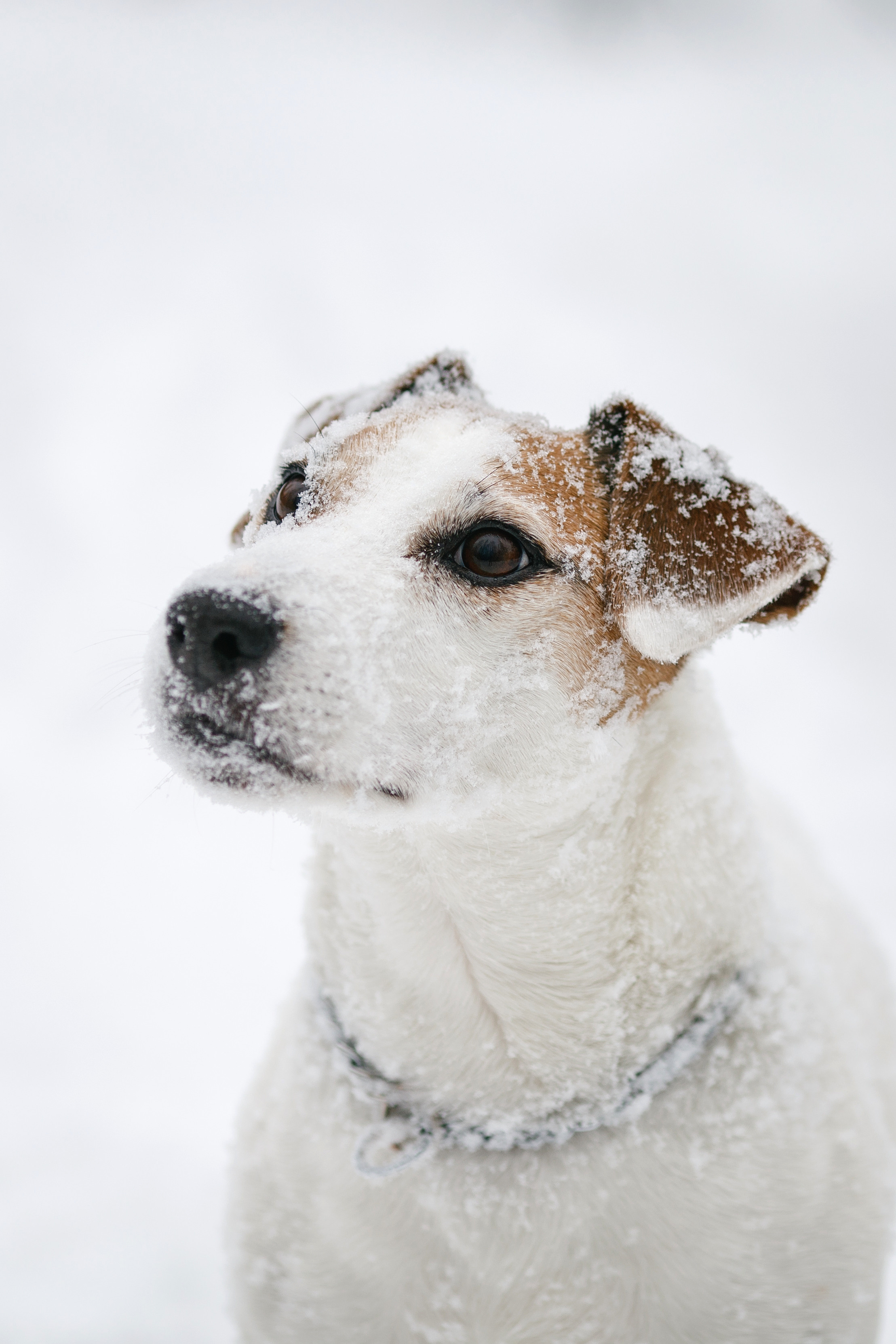Джек-рассел в снегу