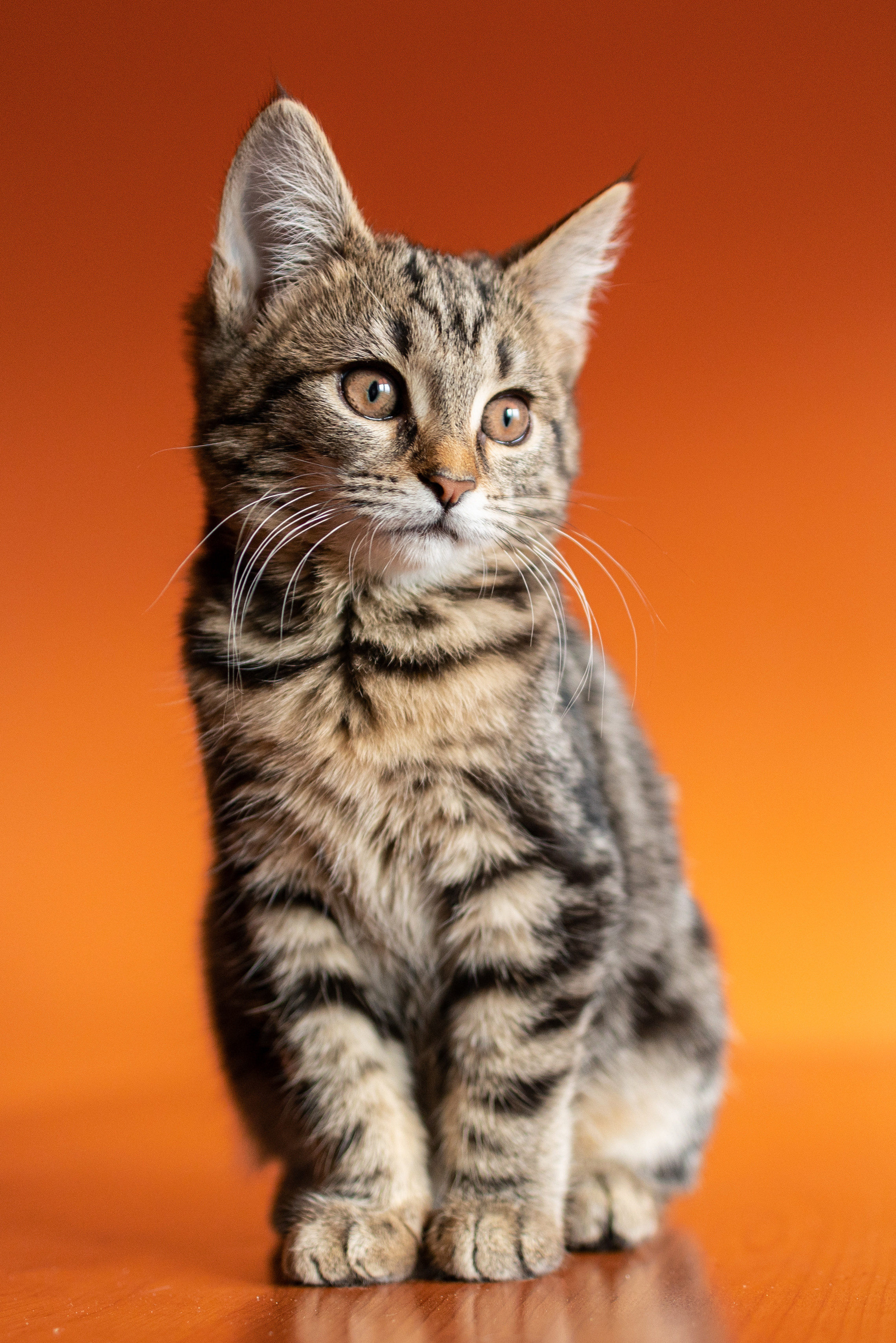 Полосатый котенок