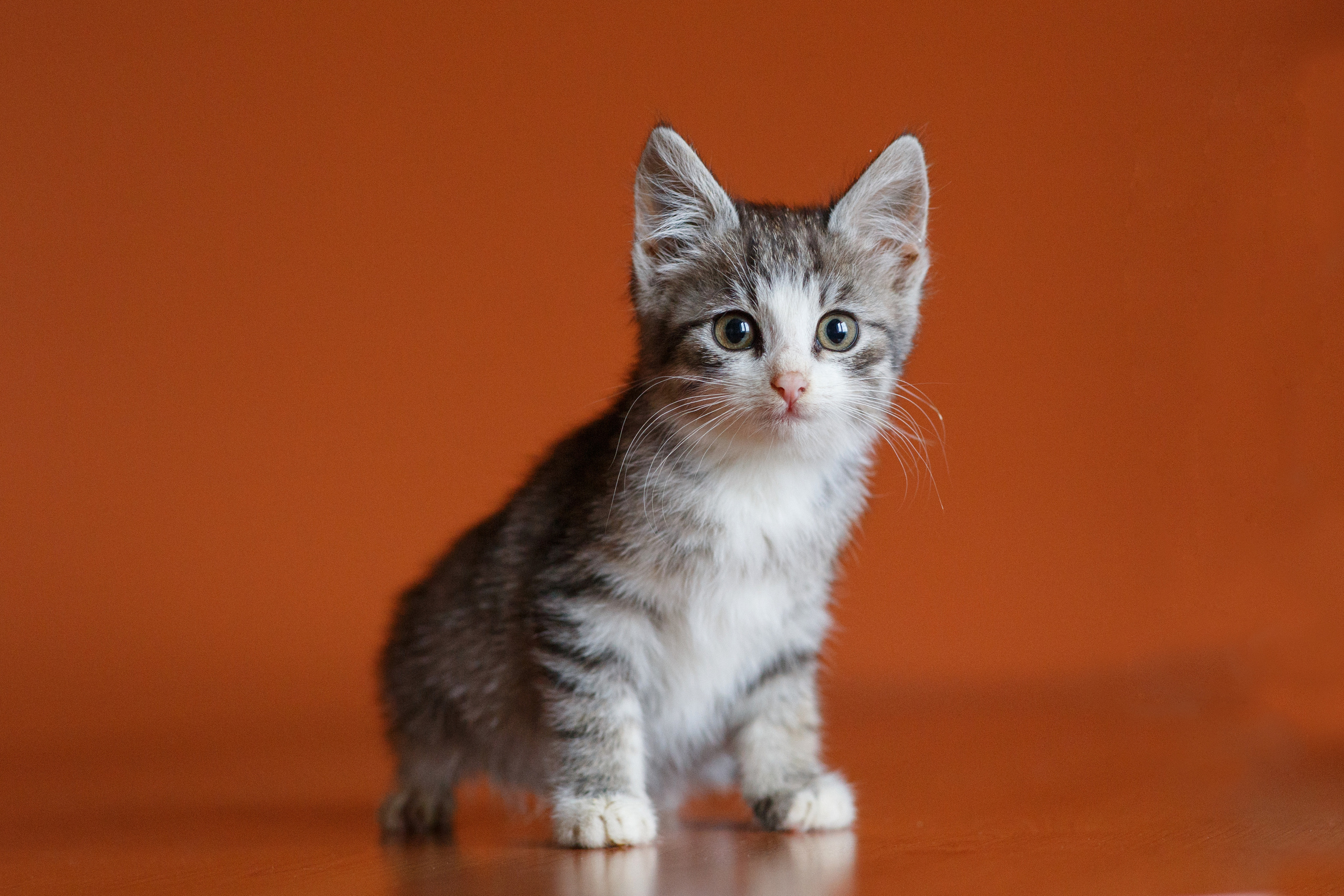 Котенок сидит на столе