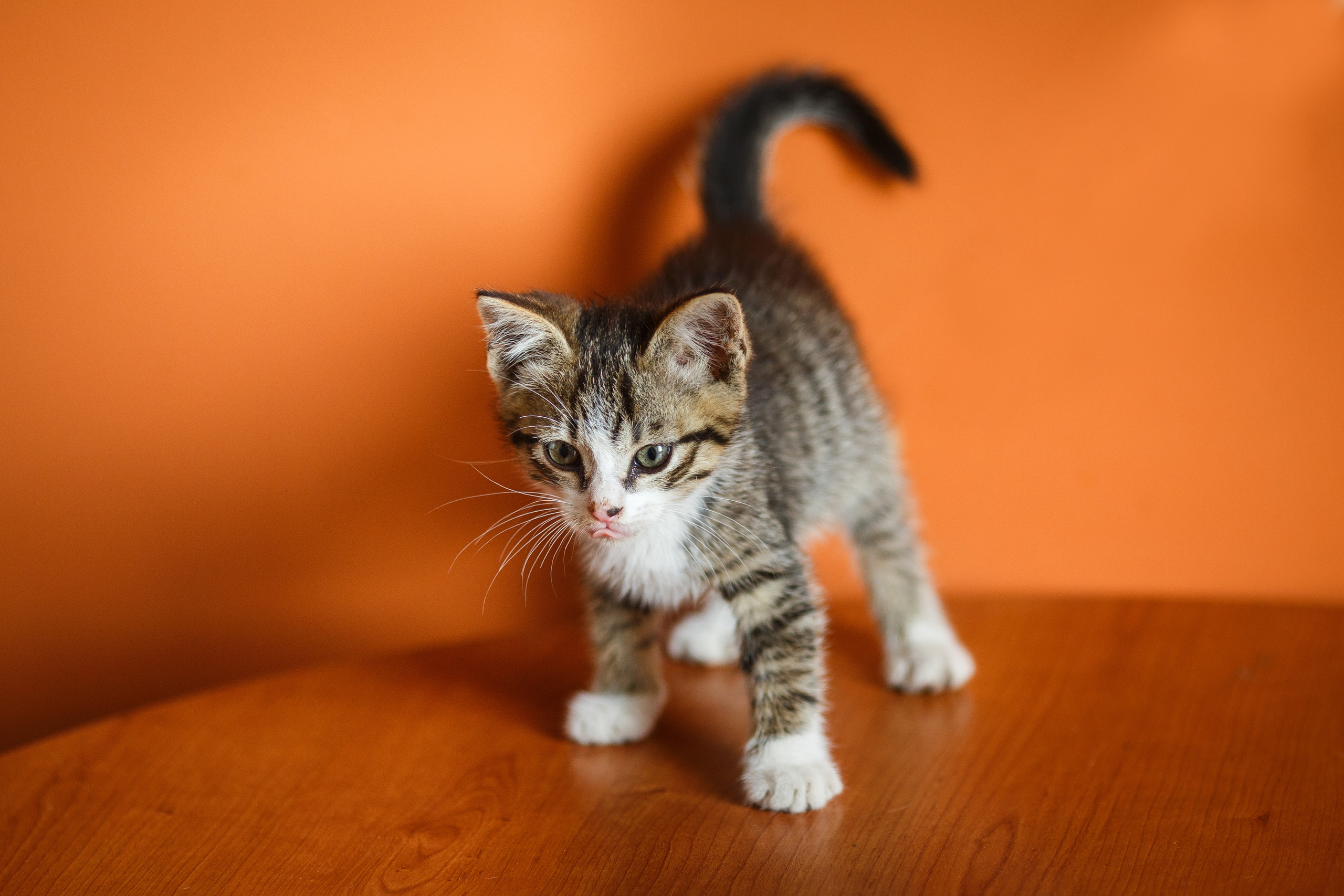 Животные. Фотограф в Твери и Москве Юлия Бахтамова