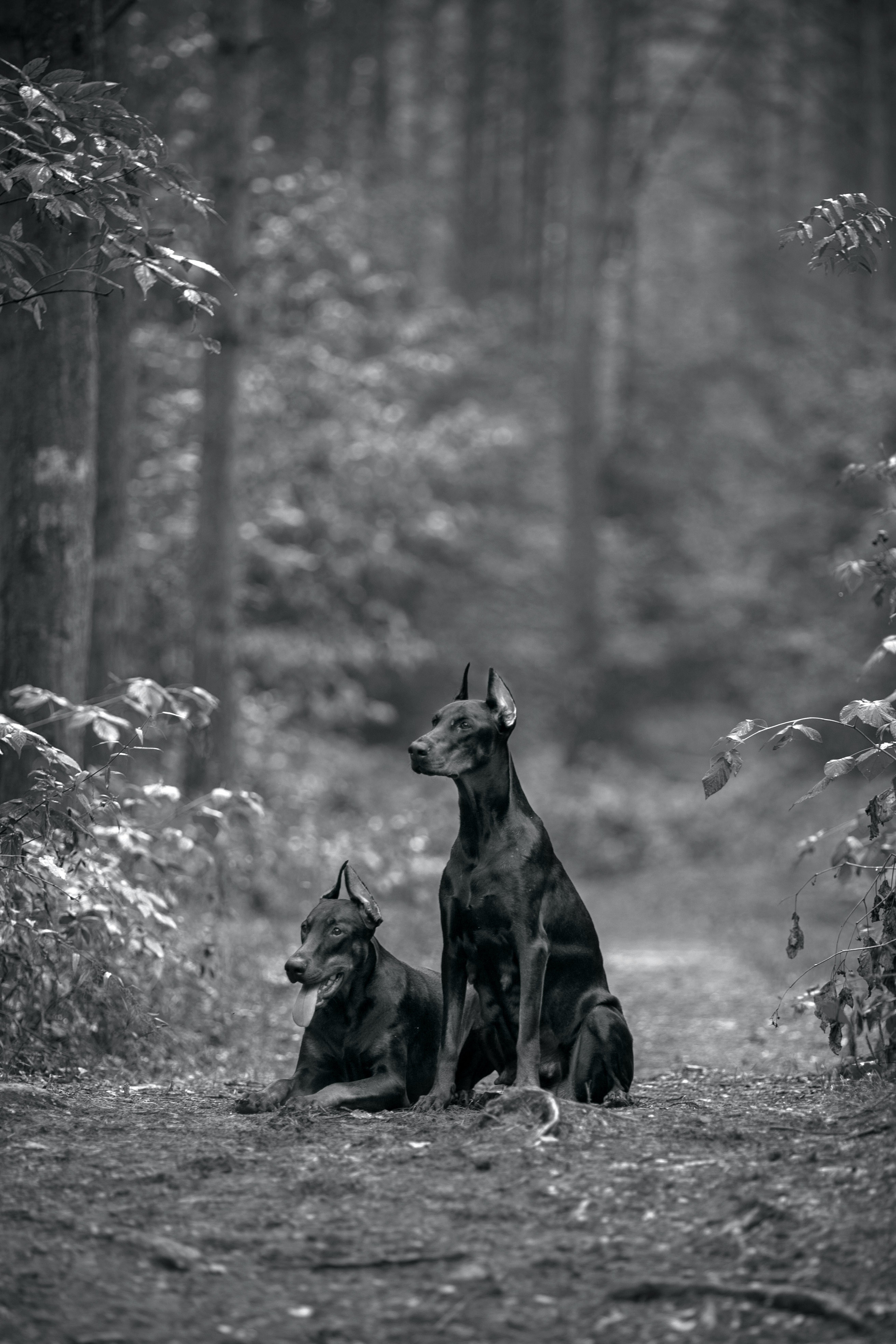 Животные. Фотограф в Твери и Москве Юлия Бахтамова