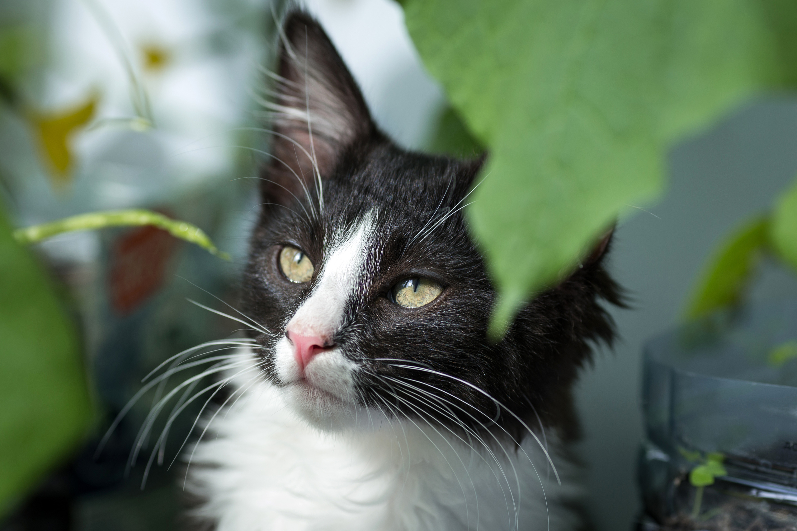 Животные. Фотограф в Твери и Москве Юлия Бахтамова