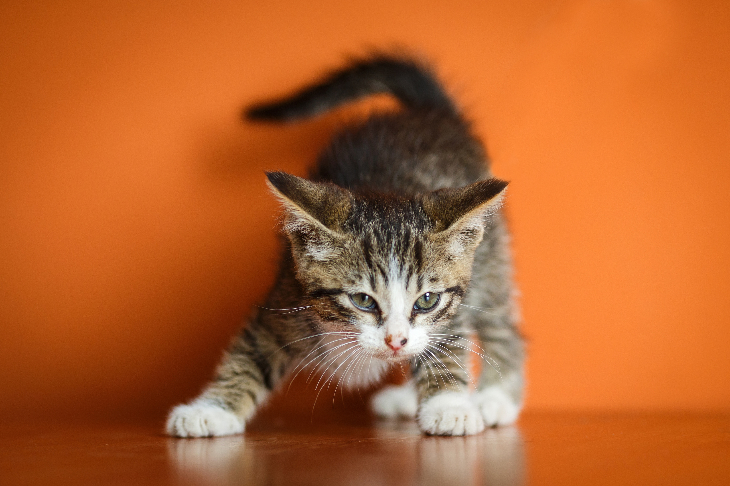 Игривый котенок 