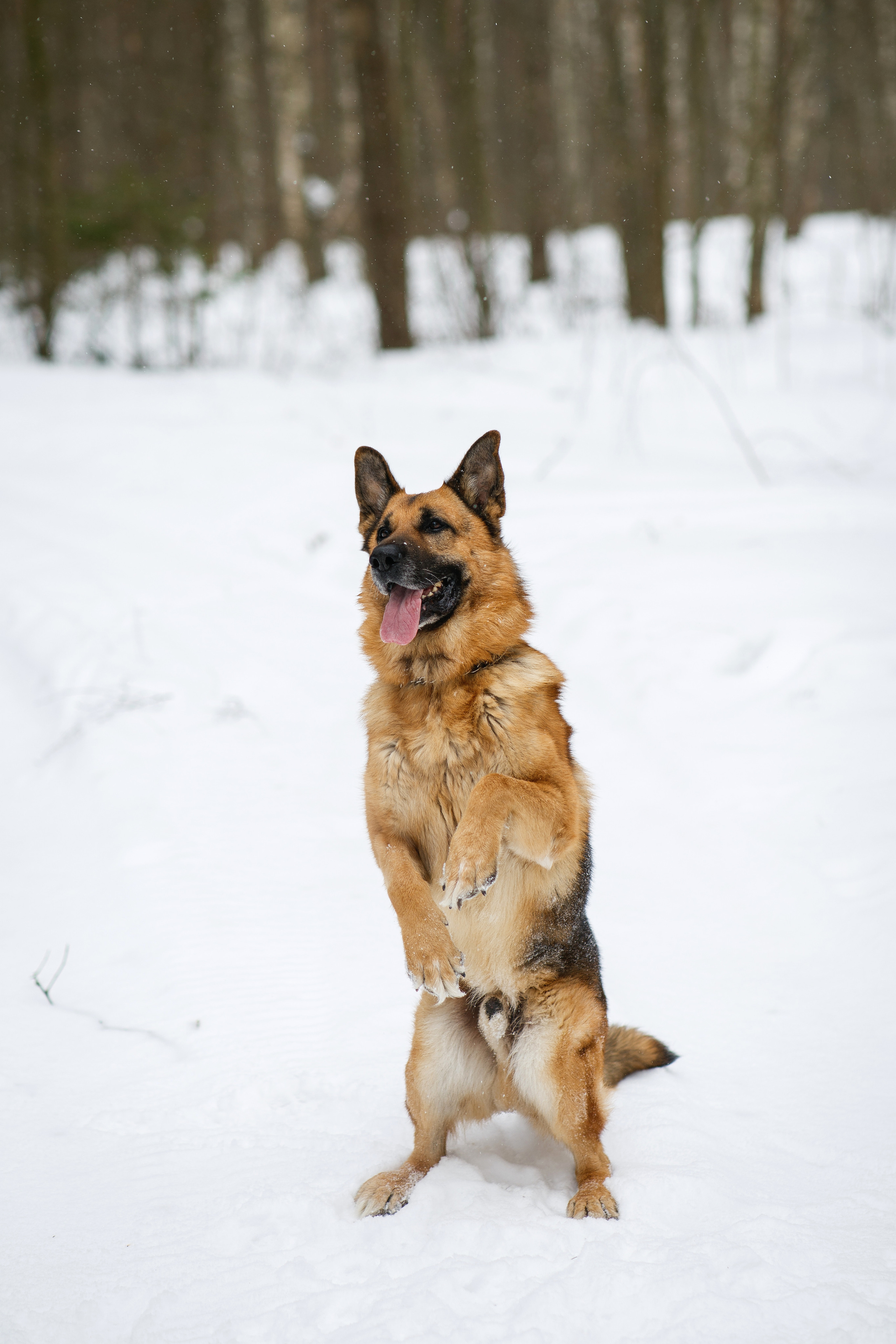 Немецкая овчарка 
