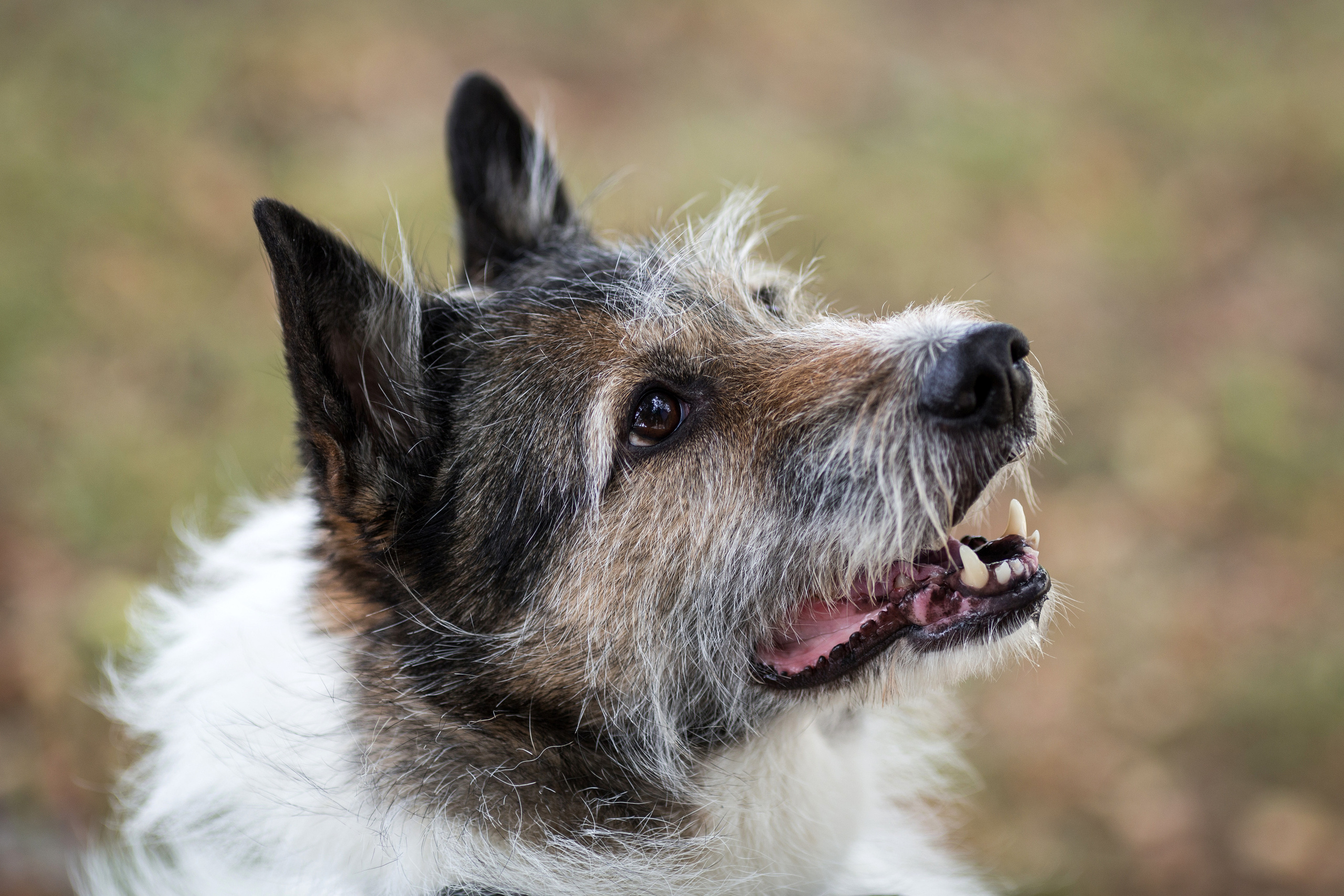 Морда домашней собаки